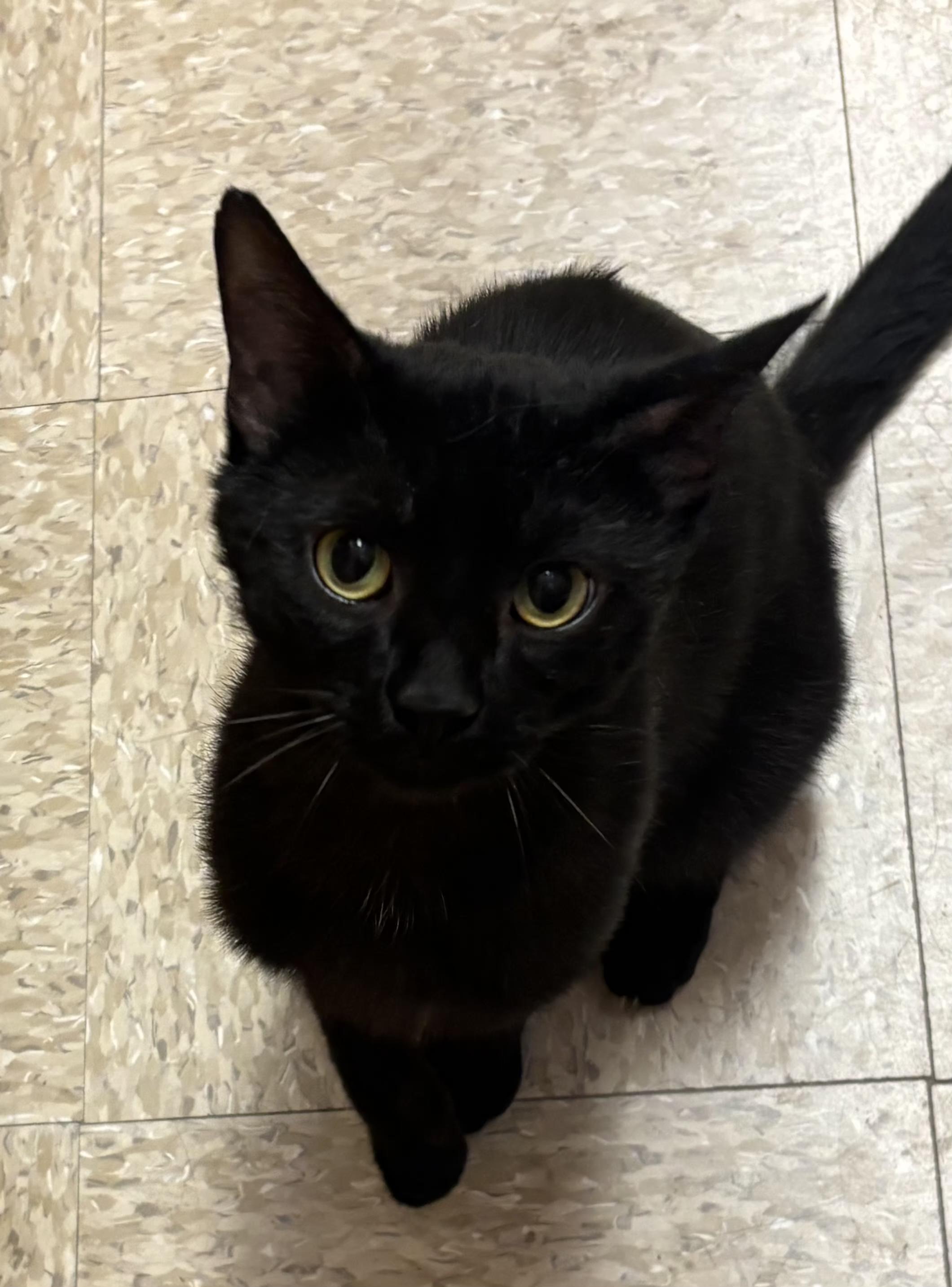 Enlarge Cheeks, a ADOPTABLE mixed breed in Albuquerque, NM image 4/6