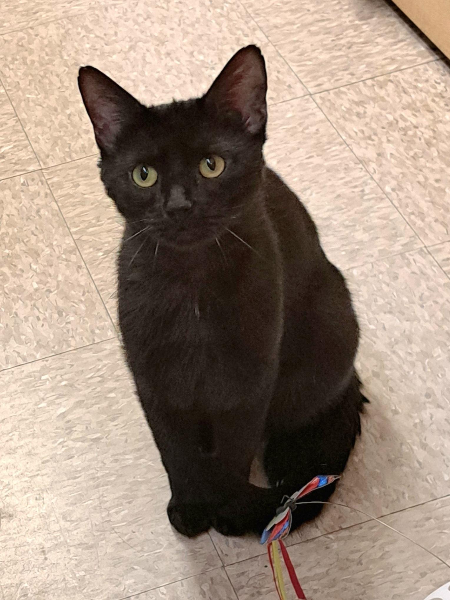 Enlarge Cheeks, a ADOPTABLE mixed breed in Albuquerque, NM image 1/6