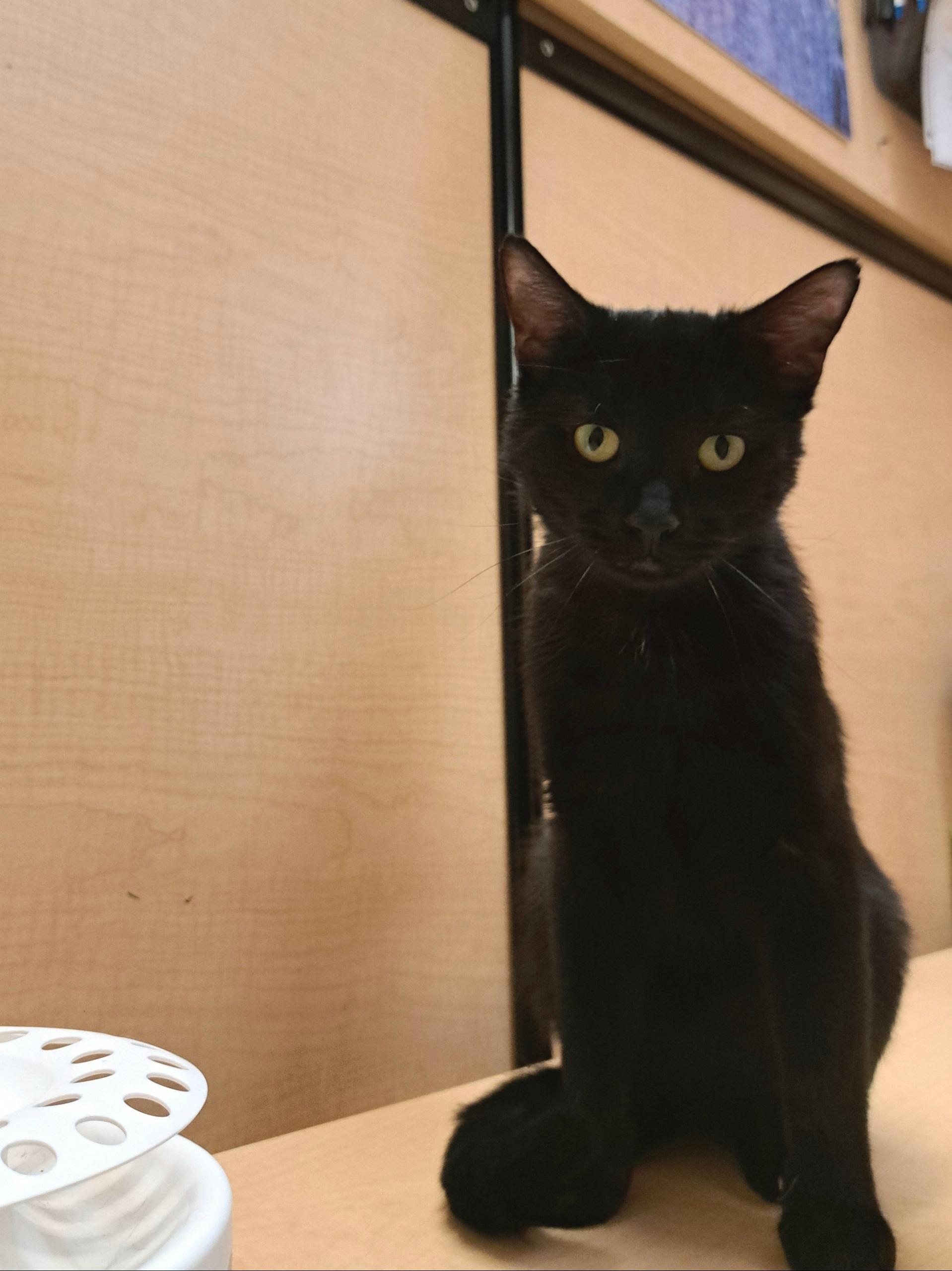 Enlarge Cheeks, a ADOPTABLE mixed breed in Albuquerque, NM image 3/6