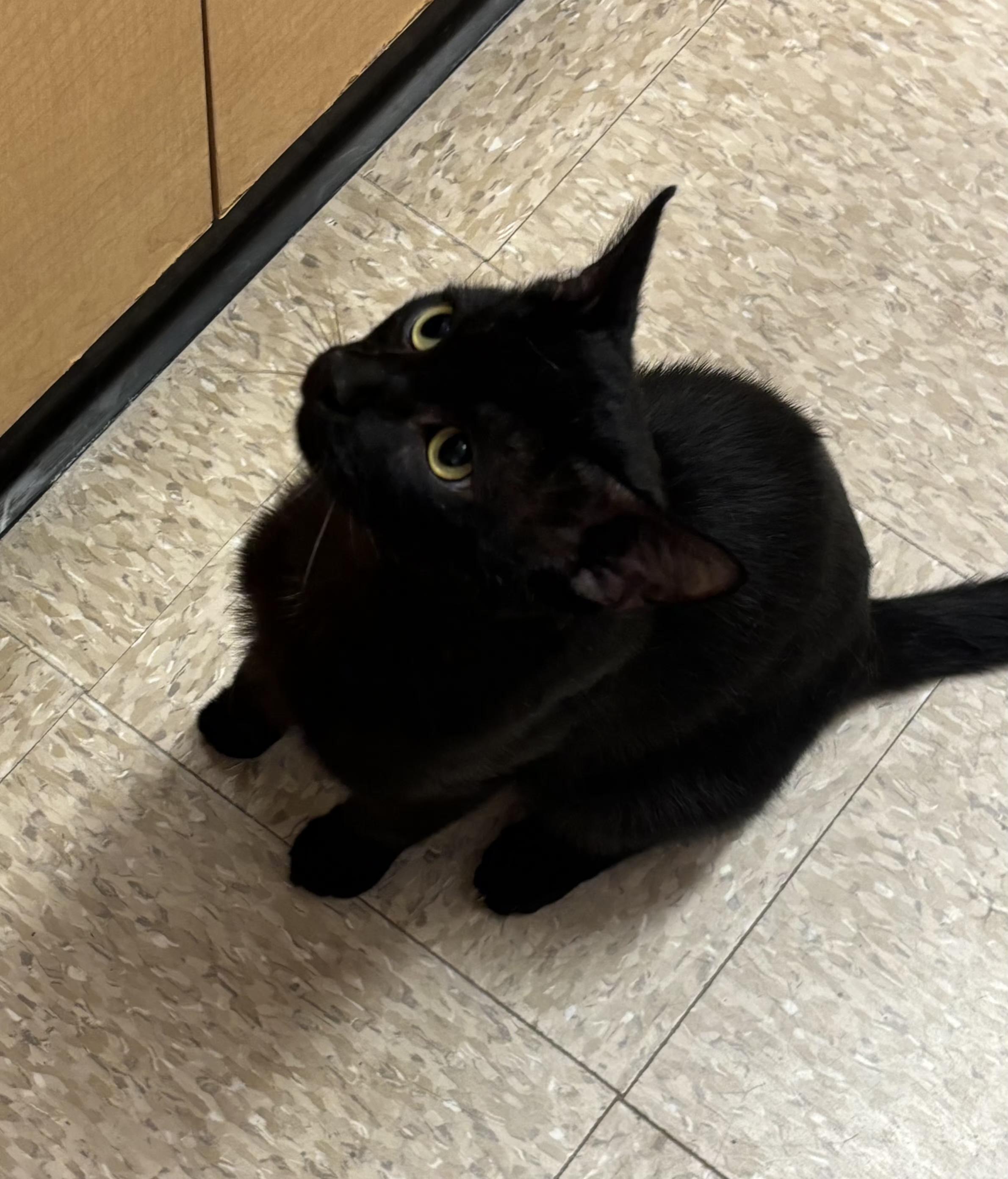Enlarge Cheeks, a ADOPTABLE mixed breed in Albuquerque, NM image 5/6