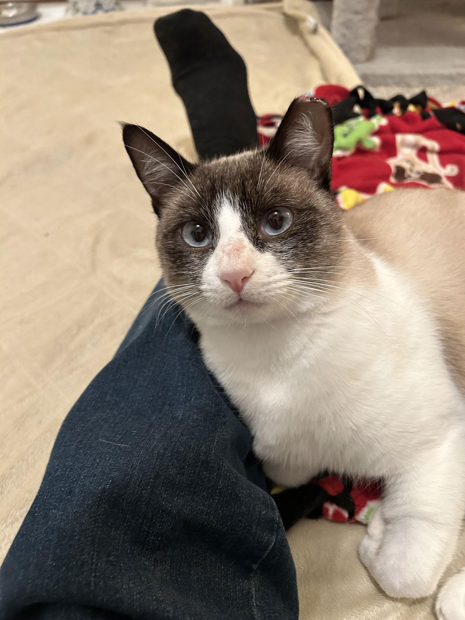 Angus (courtesy), Adoptable, Adult Male Domestic Short Hair & Siamese.