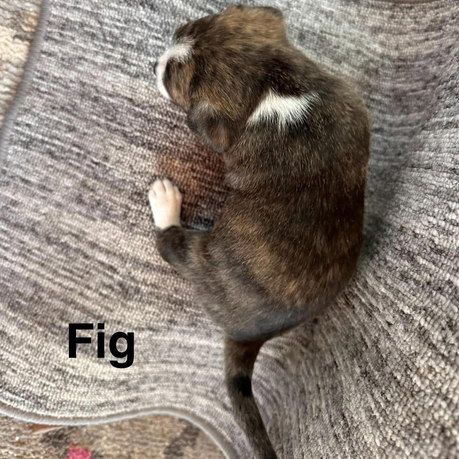 Enlarge Fig, a Adoptable Chihuahua in Wilmington, NC image 2/3
