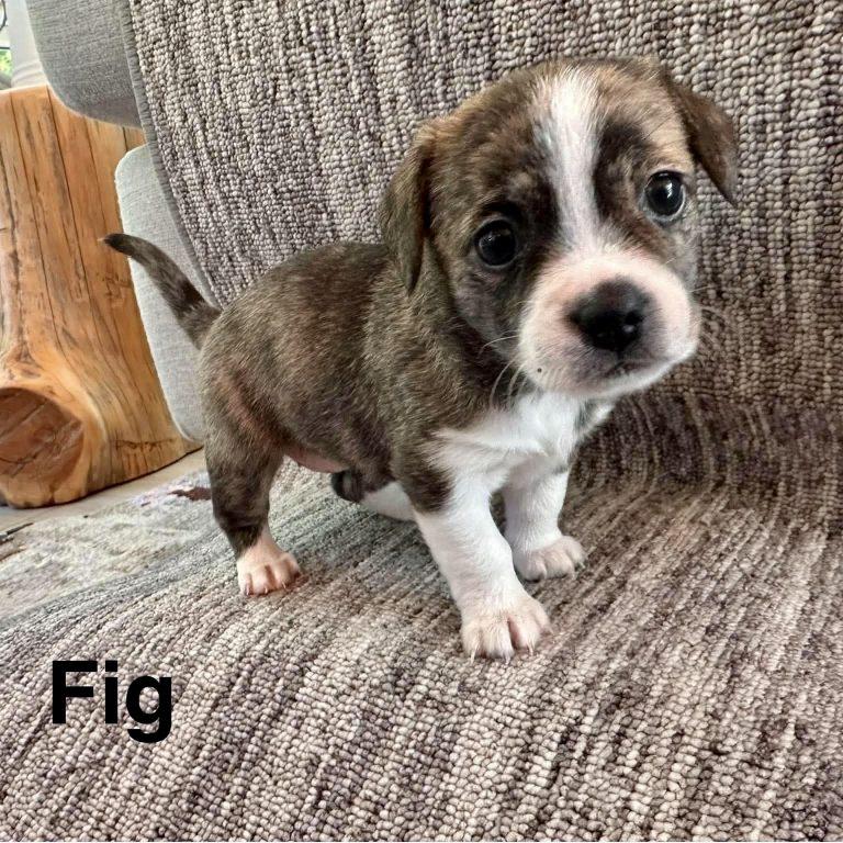 Fig, Adoptable, Puppy Female Chihuahua.