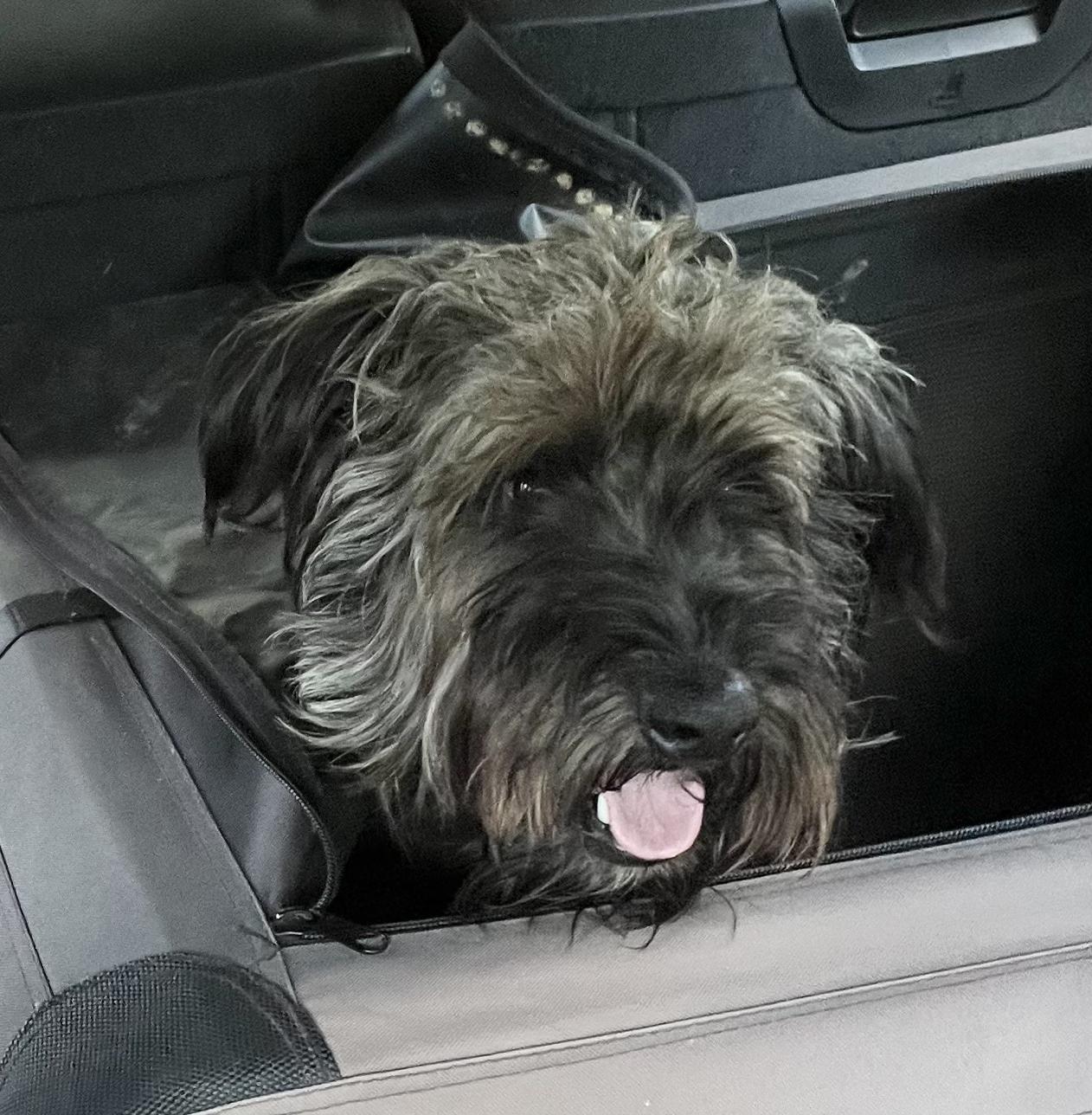 BASIL-NORTH CAROLINA, an adoptable Schnoodle in LELAND, NC, 28451 | Photo Image 1