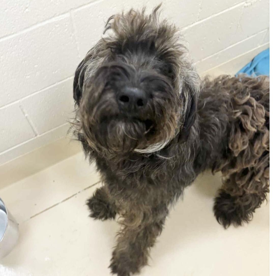 BASIL-NORTH CAROLINA, an adoptable Schnoodle in LELAND, NC, 28451 | Photo Image 2