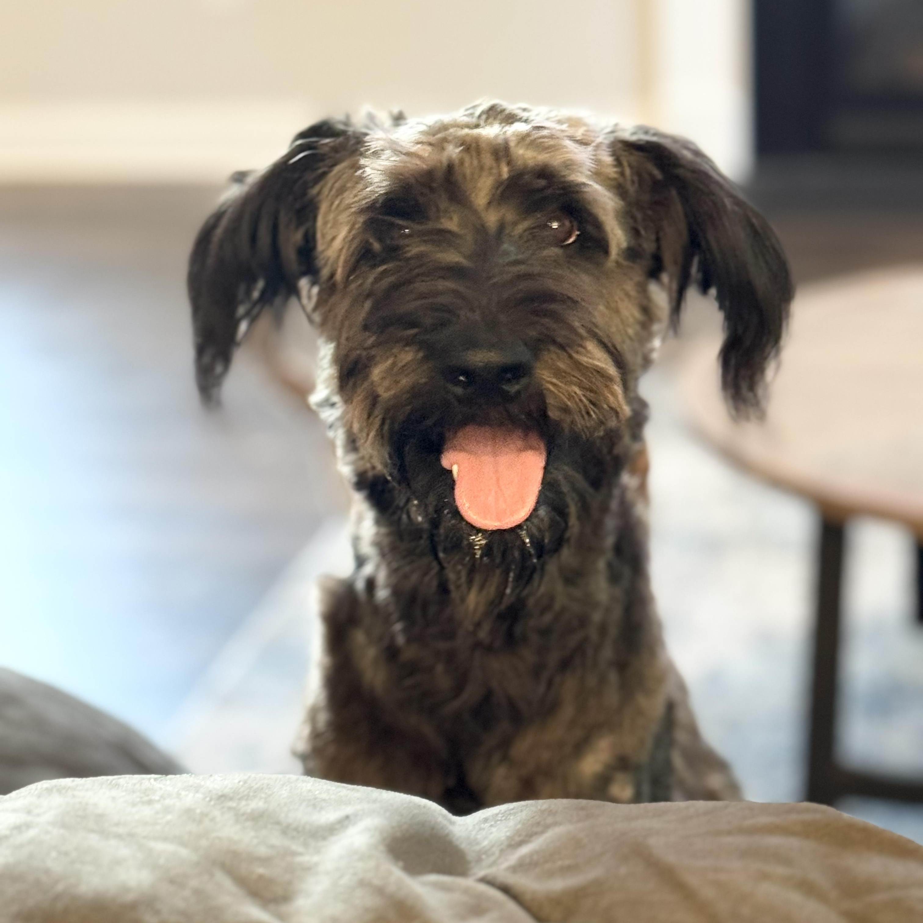 BASIL-NORTH CAROLINA, an adoptable Schnoodle in LELAND, NC, 28451 | Photo Image 5