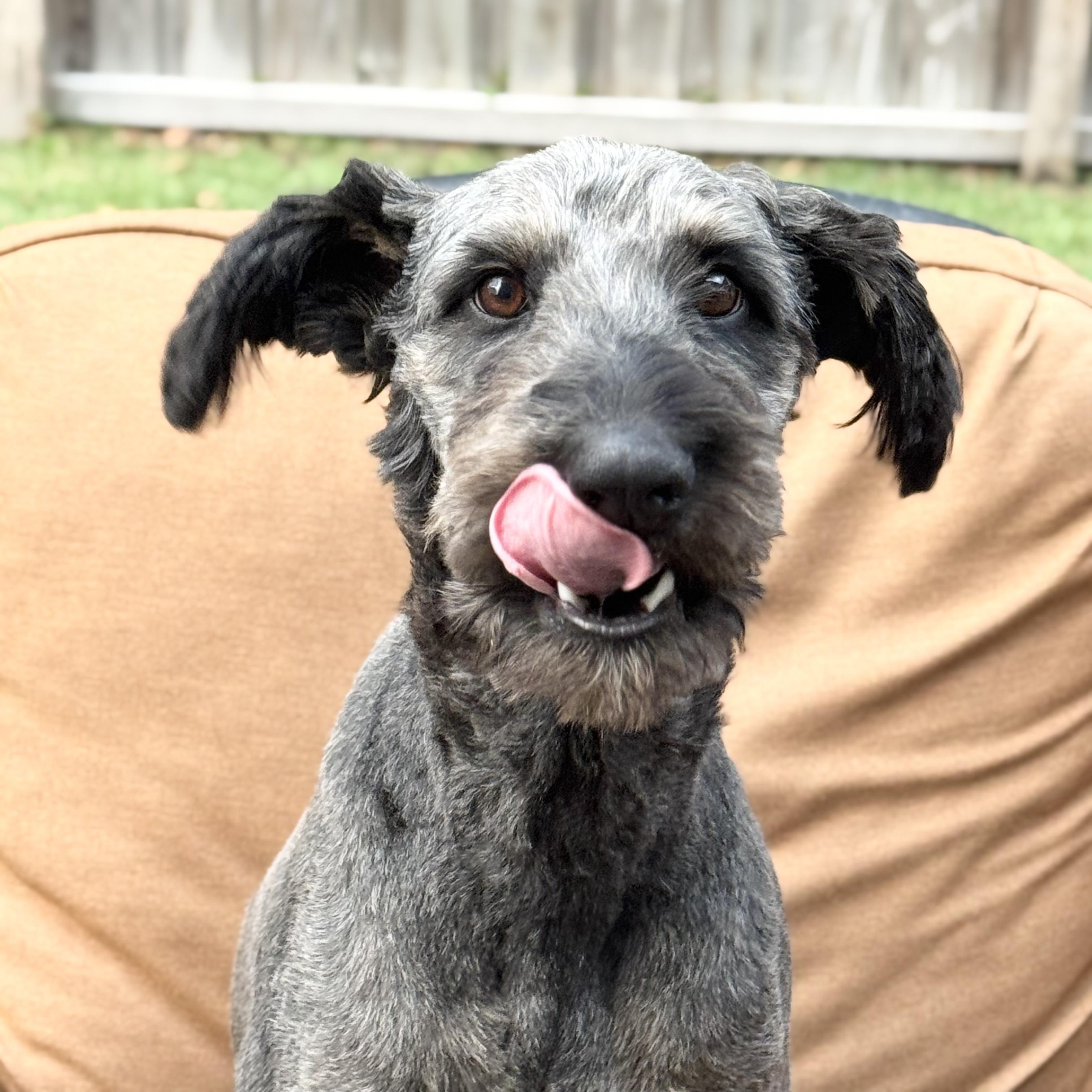 BASIL-NORTH CAROLINA, an adoptable Schnoodle in LELAND, NC, 28451 | Photo Image 4