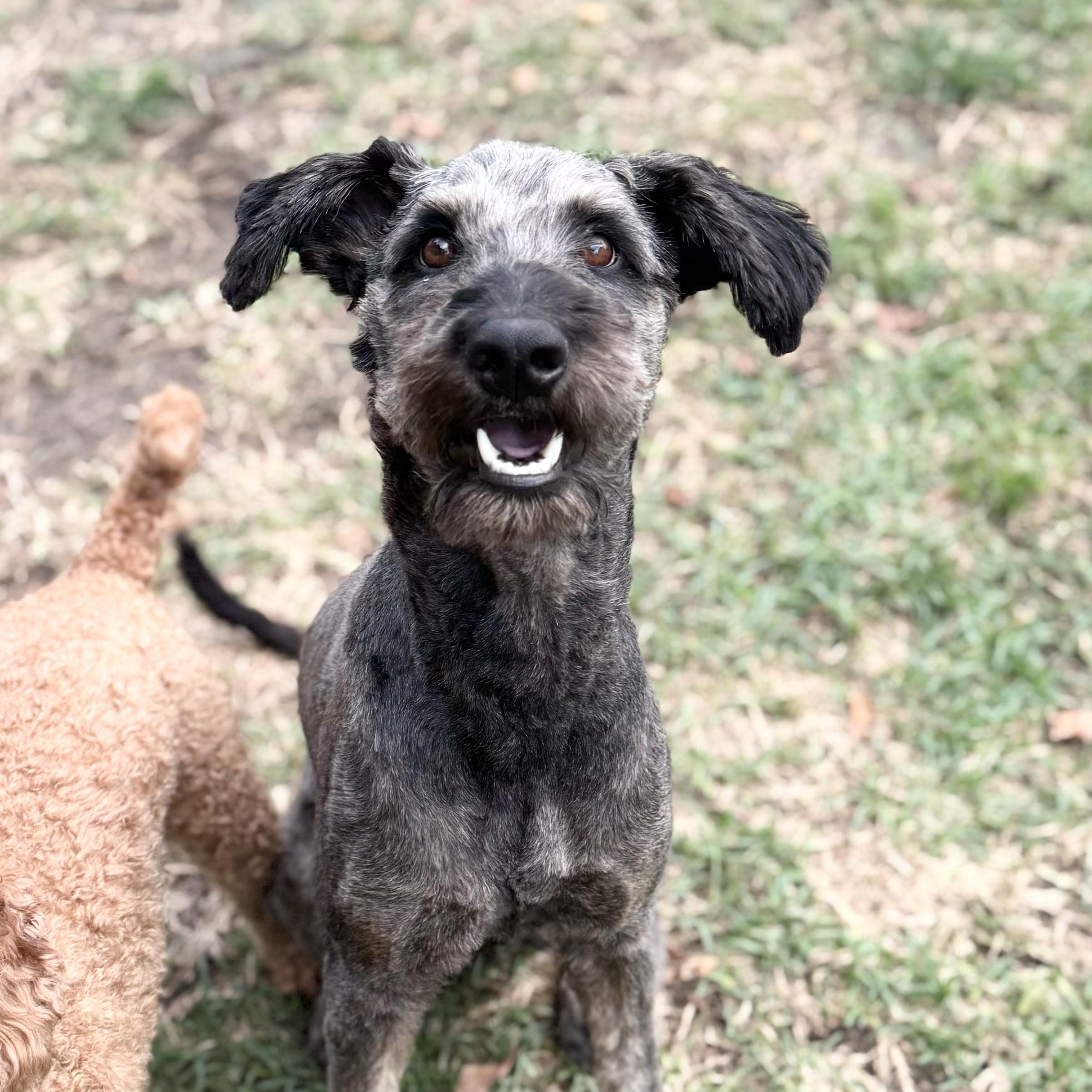BASIL-NORTH CAROLINA, an adoptable Schnoodle in LELAND, NC, 28451 | Photo Image 3