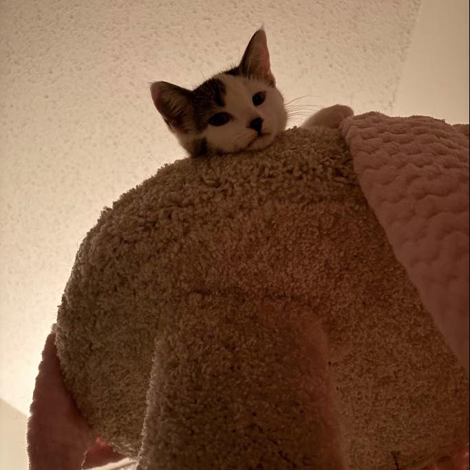 Cocomelon, Adoptable, Kitten Female Domestic Short Hair.