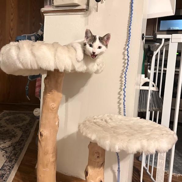 Enlarge Cocomelon, a Adoptable Domestic Short Hair in St. Paul, MN image 2/6