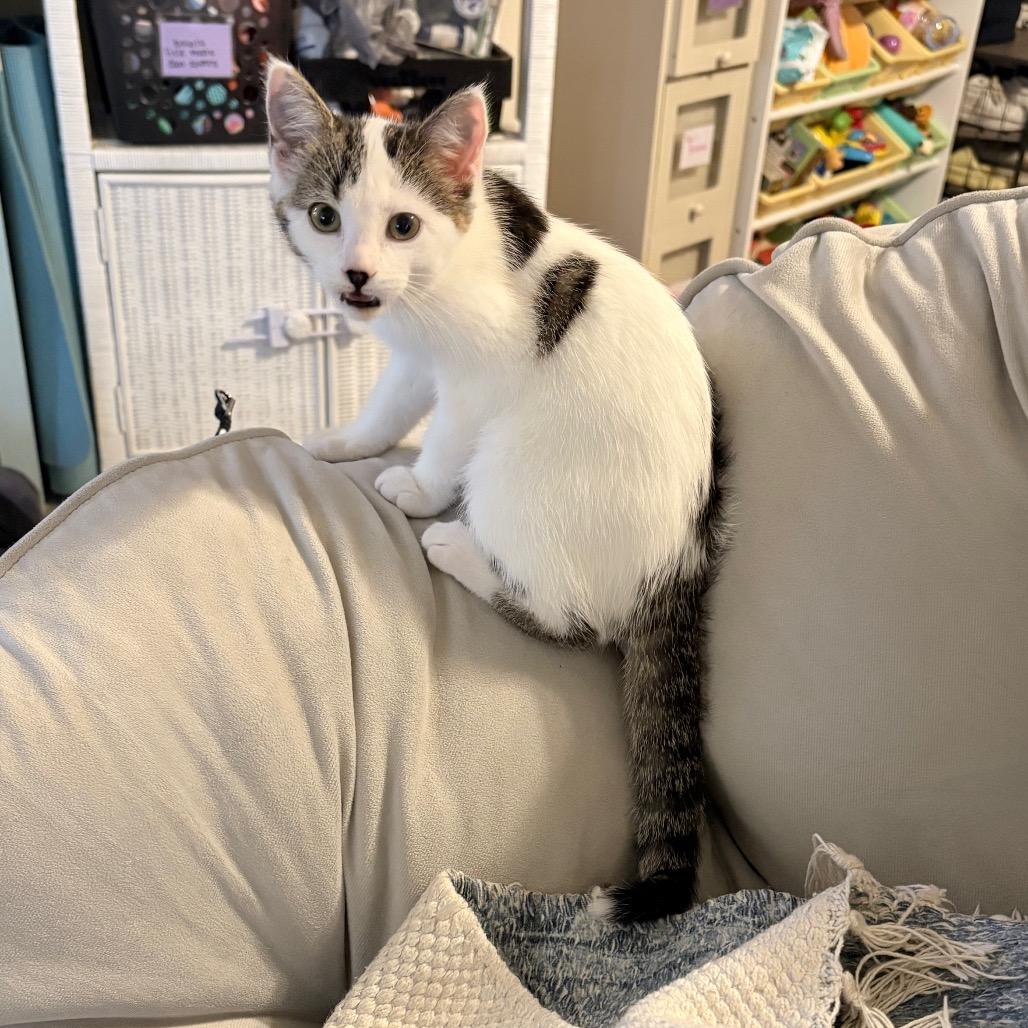 Enlarge Cocomelon, a Adoptable Domestic Short Hair in St. Paul, MN image 5/6