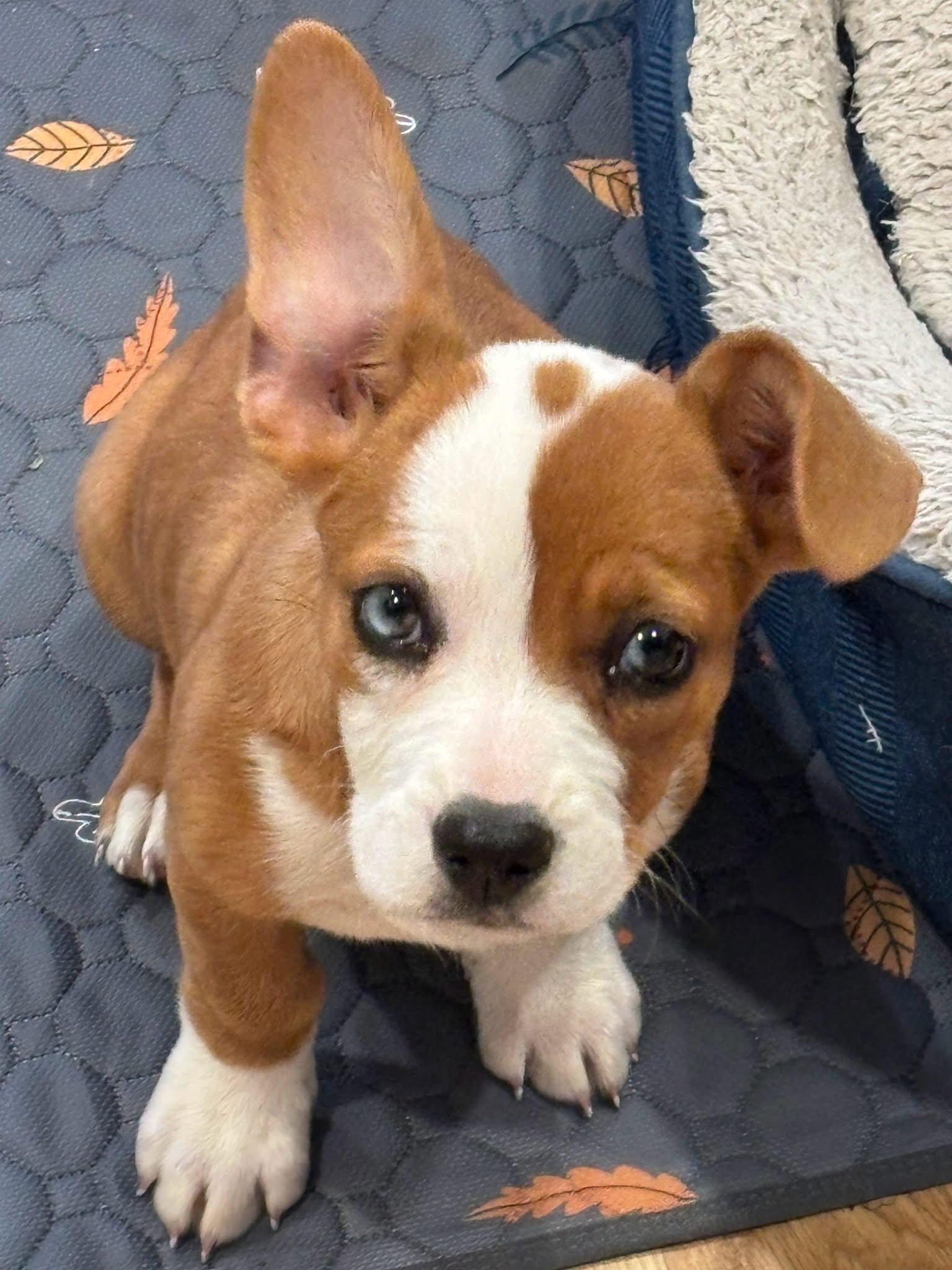 Enlarge Wendy, a Adopted mixed breed in Denver, CO image 1/3