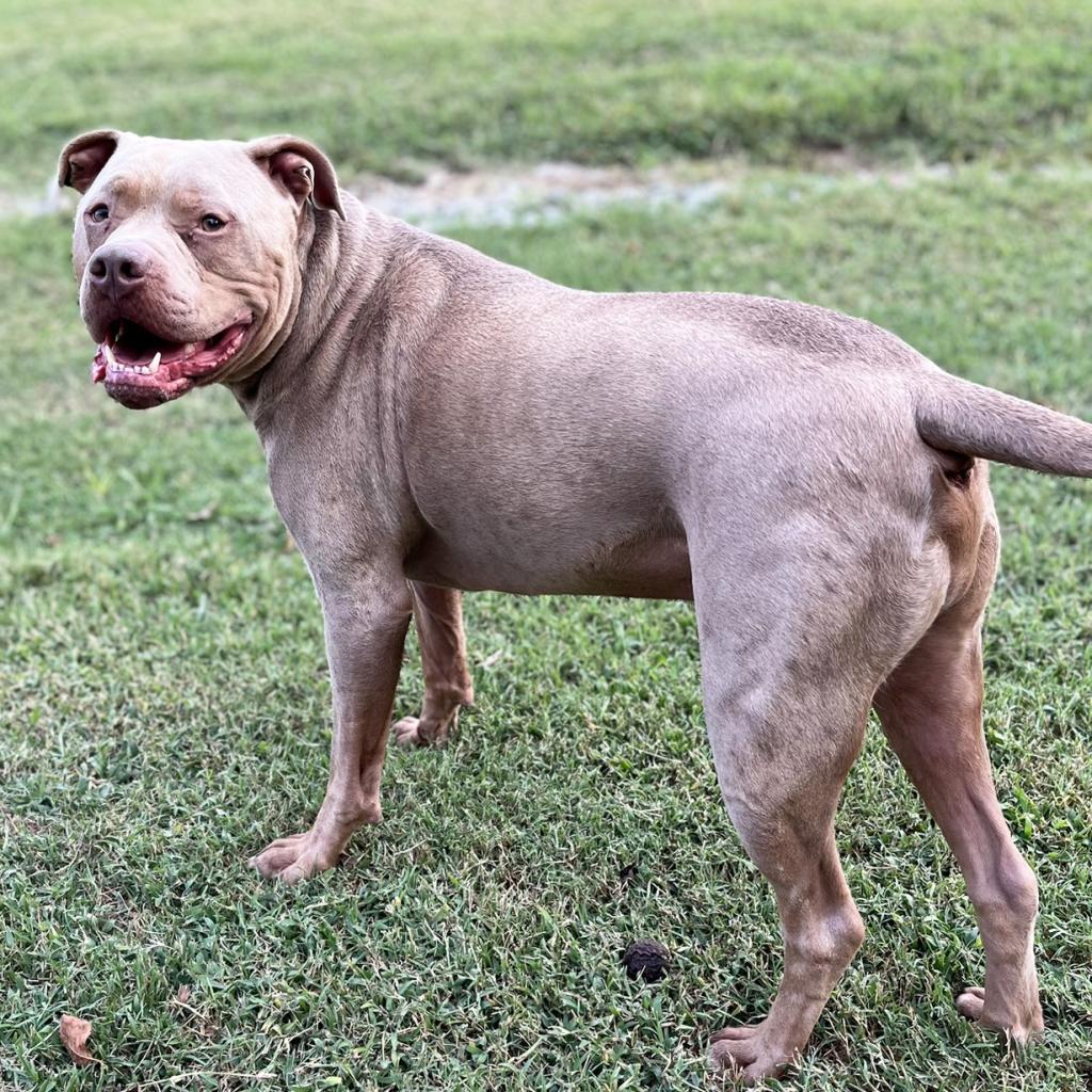 Capone, Adoptable, Adult Male Pit Bull Terrier.