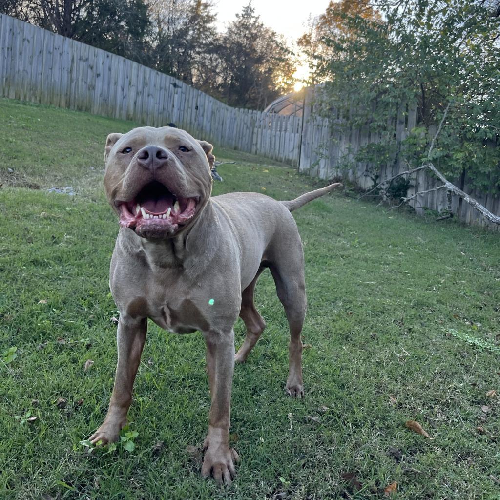 Enlarge Capone, a Adoptable Pit Bull Terrier in Mount Juliet, TN image 3/5