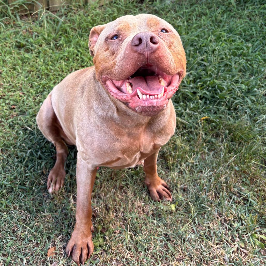 Enlarge Capone, a Adoptable Pit Bull Terrier in Mount Juliet, TN image 4/5