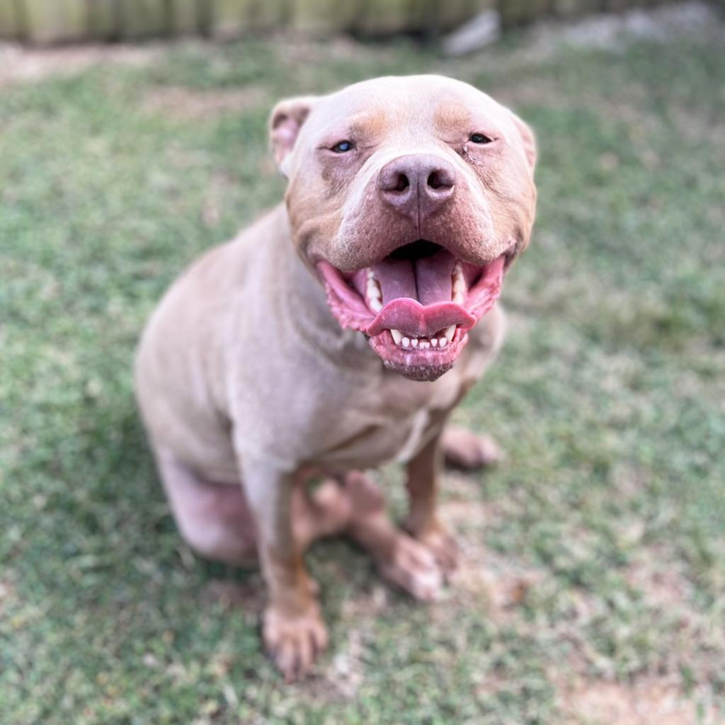 Enlarge Capone, a Adoptable Pit Bull Terrier in Mount Juliet, TN image 5/5