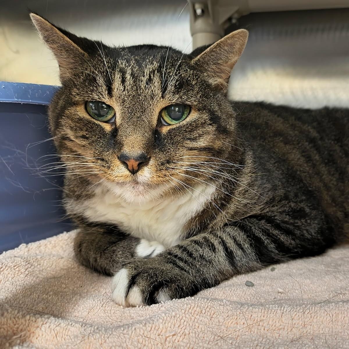 Stub, ADOPTABLE, Senior Male Domestic Short Hair.