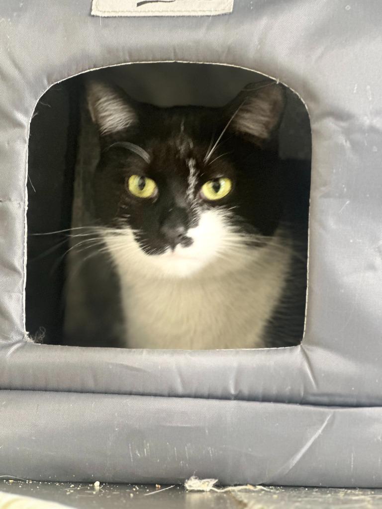 Enlarge Moët, a Adoptable mixed breed in New York, NY image 2/4