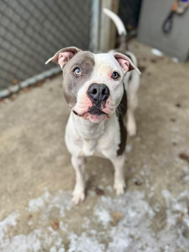 Enlarge Novak, a ADOPTABLE American Staffordshire Terrier in Chicago, IL image 2/5