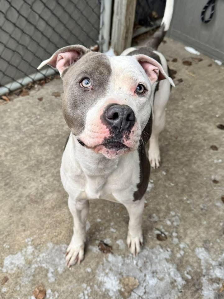 Enlarge Novak, a ADOPTABLE American Staffordshire Terrier in Chicago, IL image 3/5