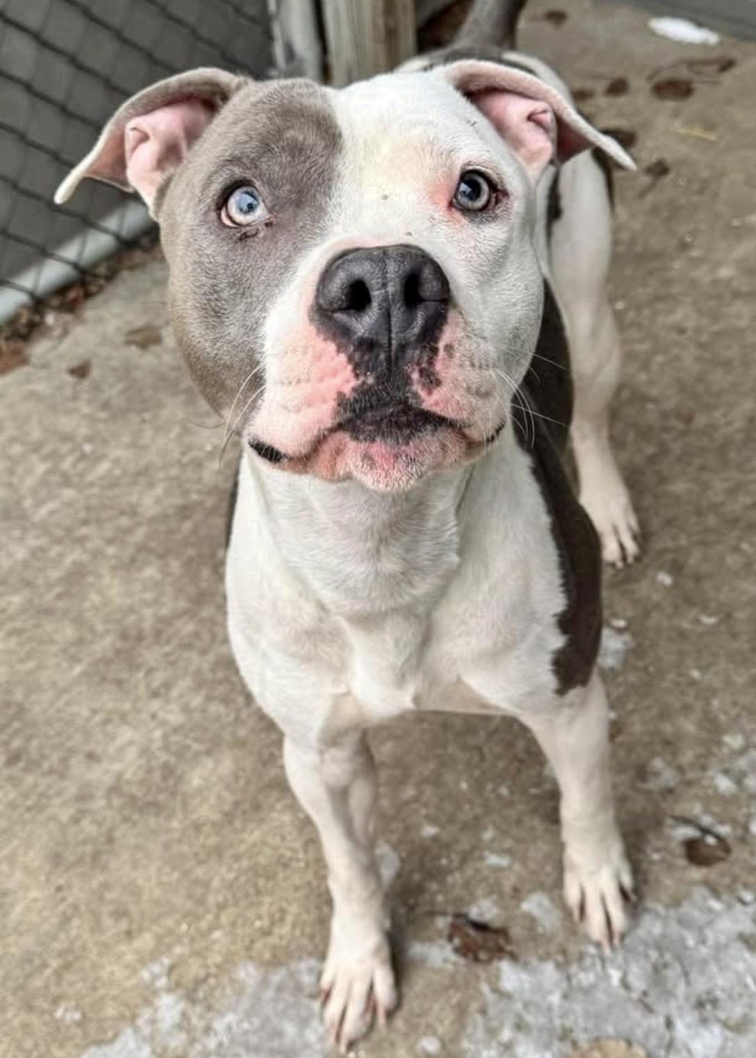 Enlarge Novak, a ADOPTABLE American Staffordshire Terrier in Chicago, IL image 1/5