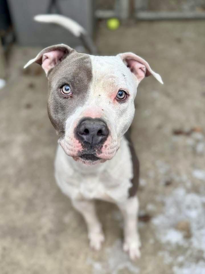 Enlarge Novak, a ADOPTABLE American Staffordshire Terrier in Chicago, IL image 4/5