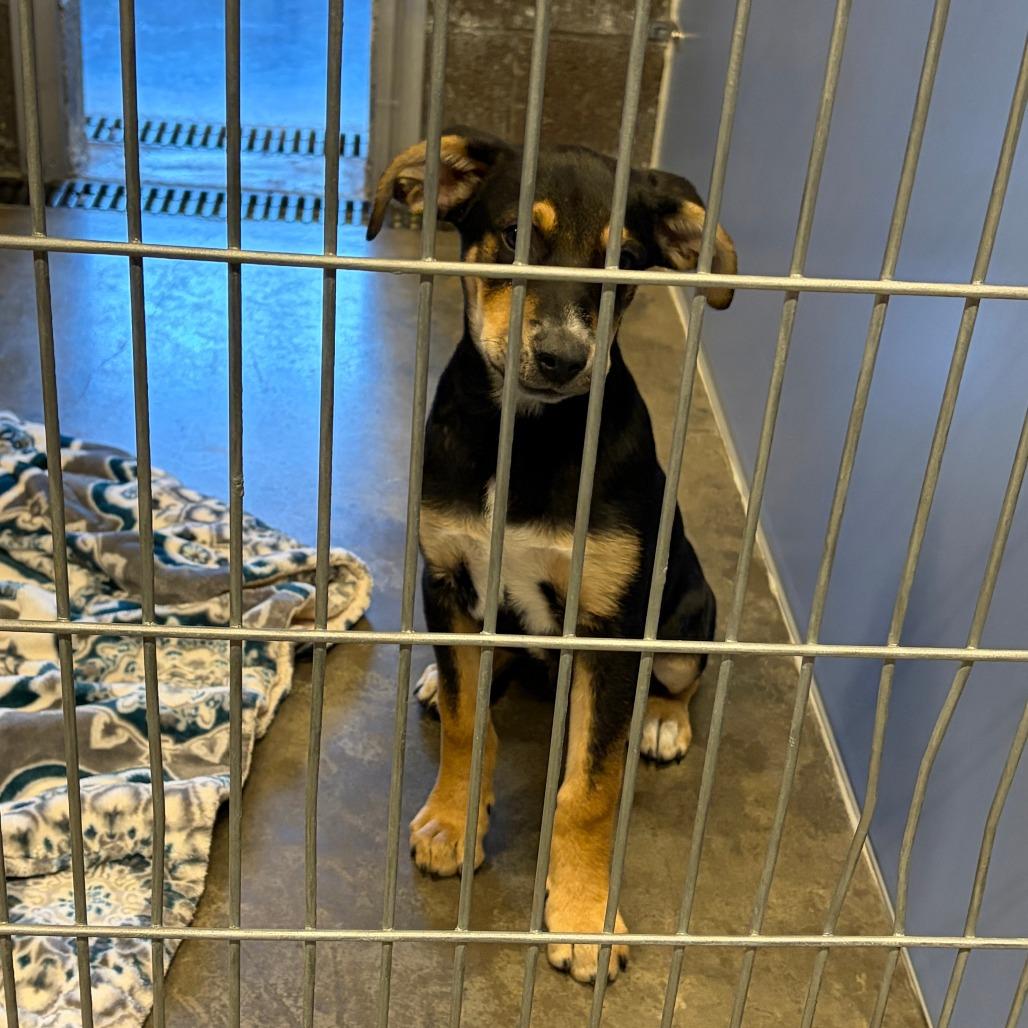 Cole, Adoptable, Puppy Male Shepherd & Mixed Breed.