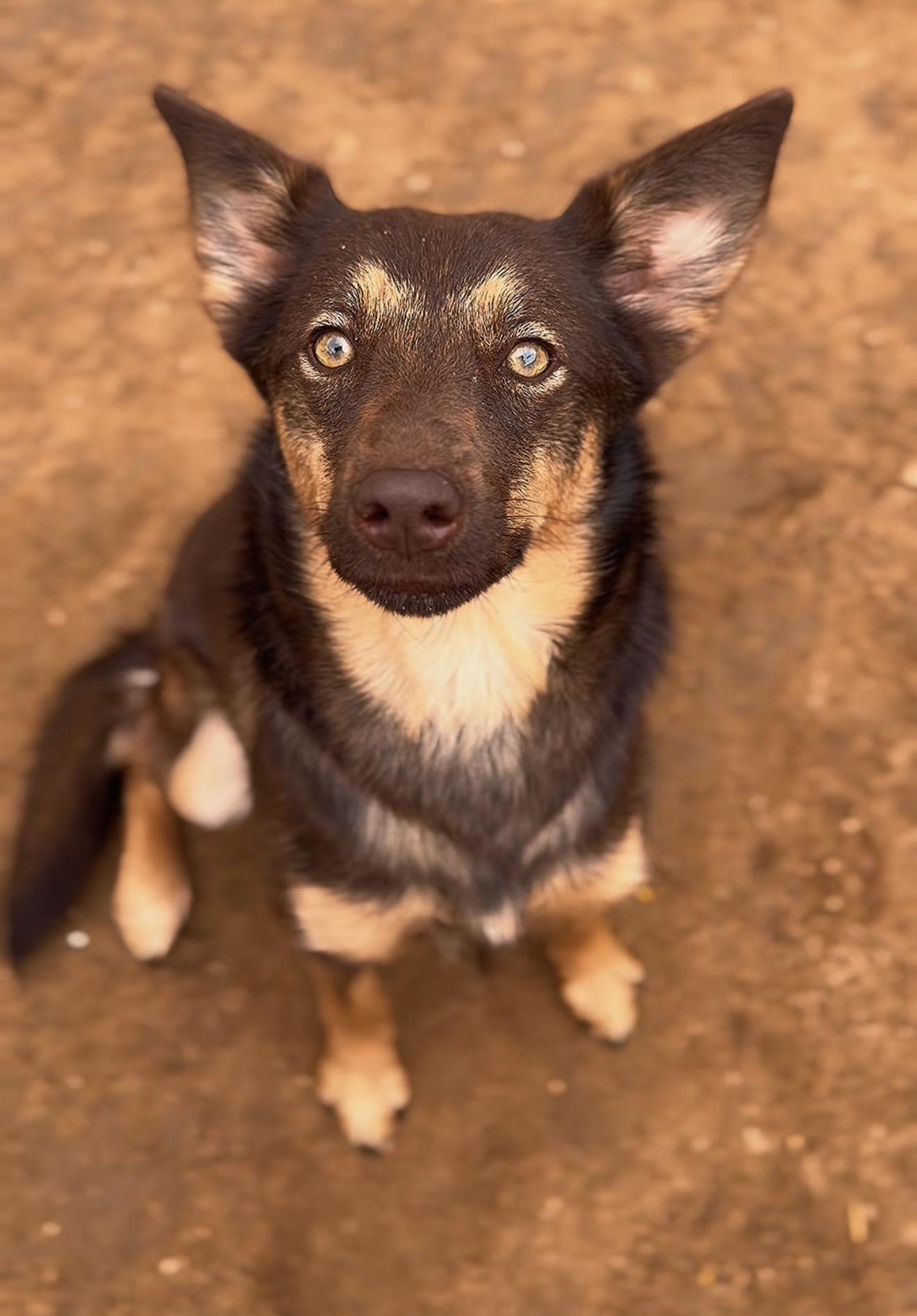 Enlarge Zoey, a Adoptable mixed breed in Palm desert, CA image 1/2