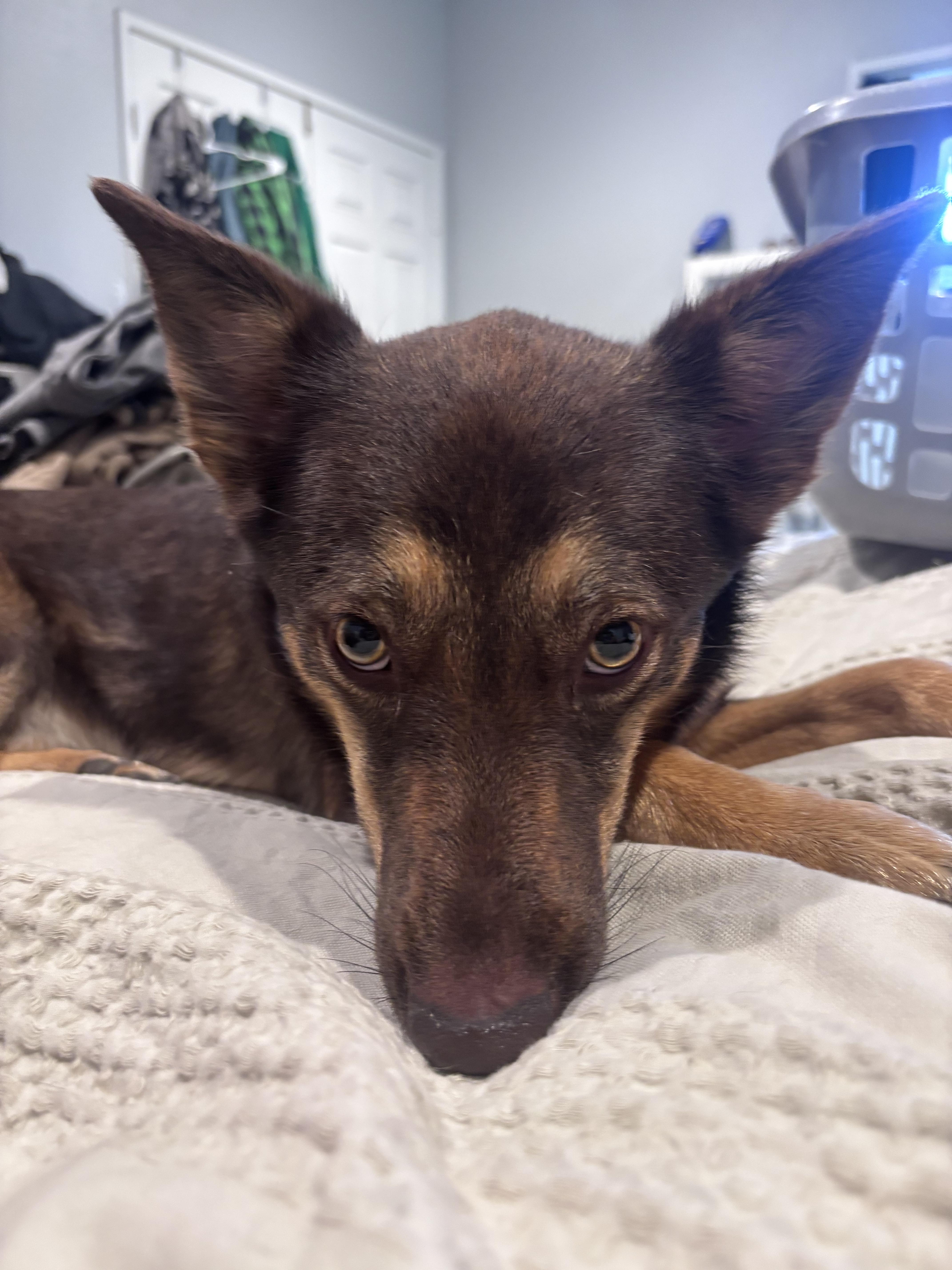 Enlarge Zoey, a Adoptable mixed breed in Palm desert, CA image 2/2