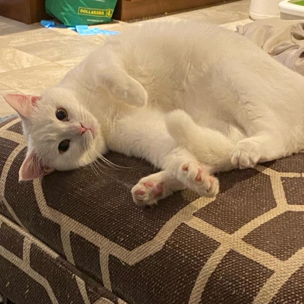 Freya, Adoptable, Adult Female Domestic Short Hair.