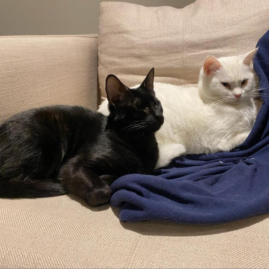 Enlarge Freya, a Adoptable Domestic Short Hair in Lions Bay, BC image 4/4