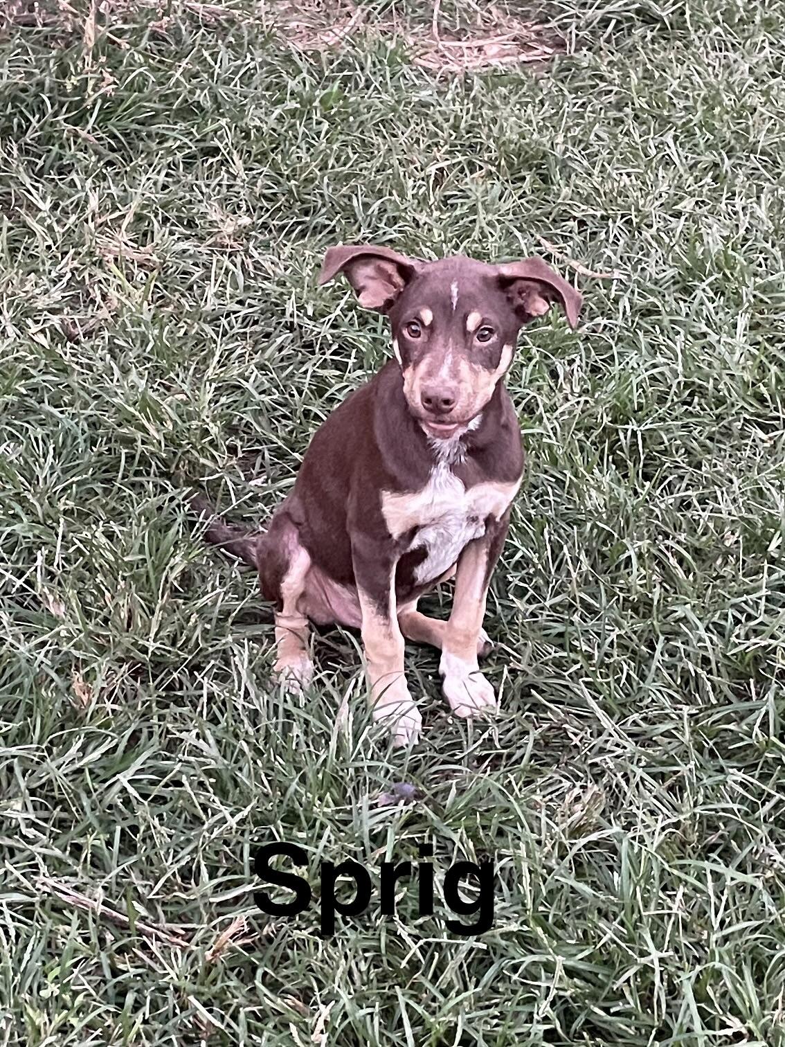 Enlarge Sprig, a Adoptable mixed breed in Topeka, KS image 1/1