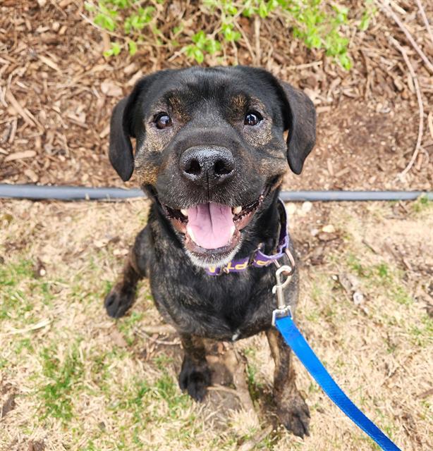 HOWARD, Adoptable, Adult Male Beagle & Shar-Pei.