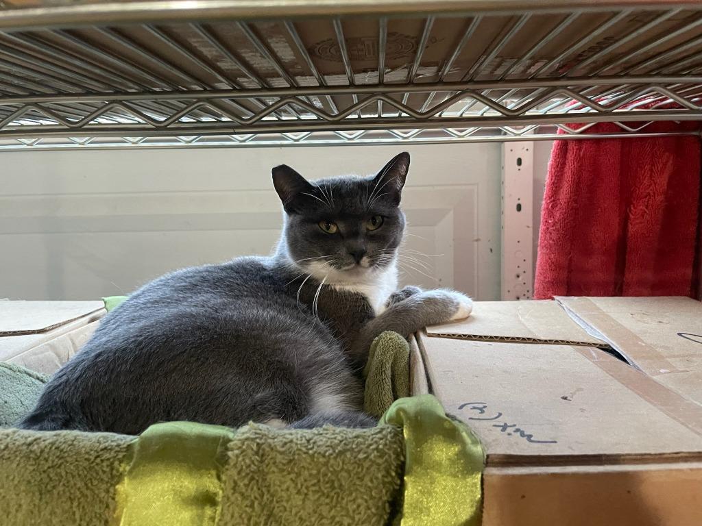 Louise, Adoptable, Young Female Russian Blue.