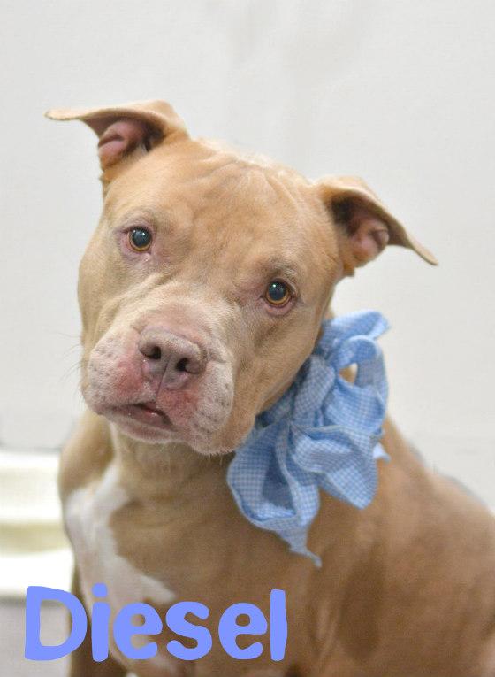 Diesel, an adoptable Pit Bull Terrier in Lake Havasu City, AZ, 86406 | Photo Image 2