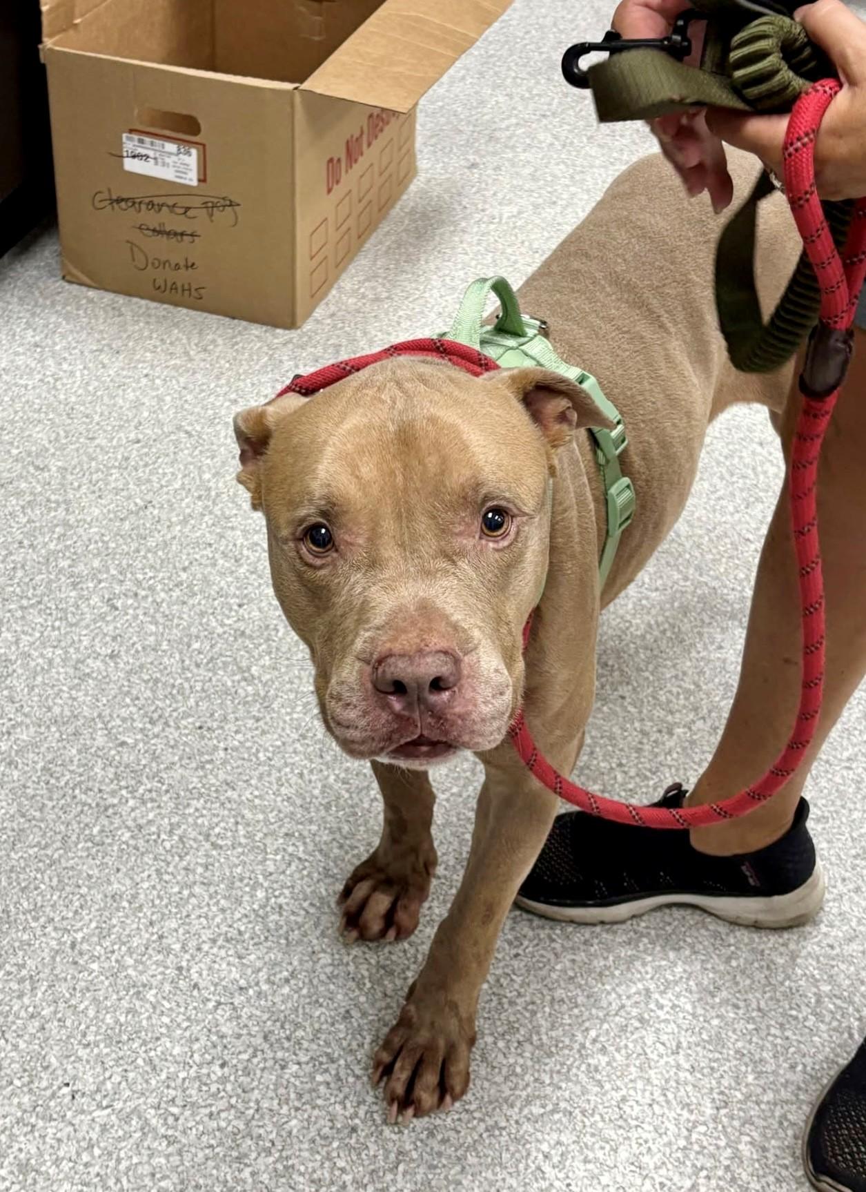 Enlarge Diesel, a Adoptable Pit Bull Terrier in Lake Havasu City, AZ image 2/2