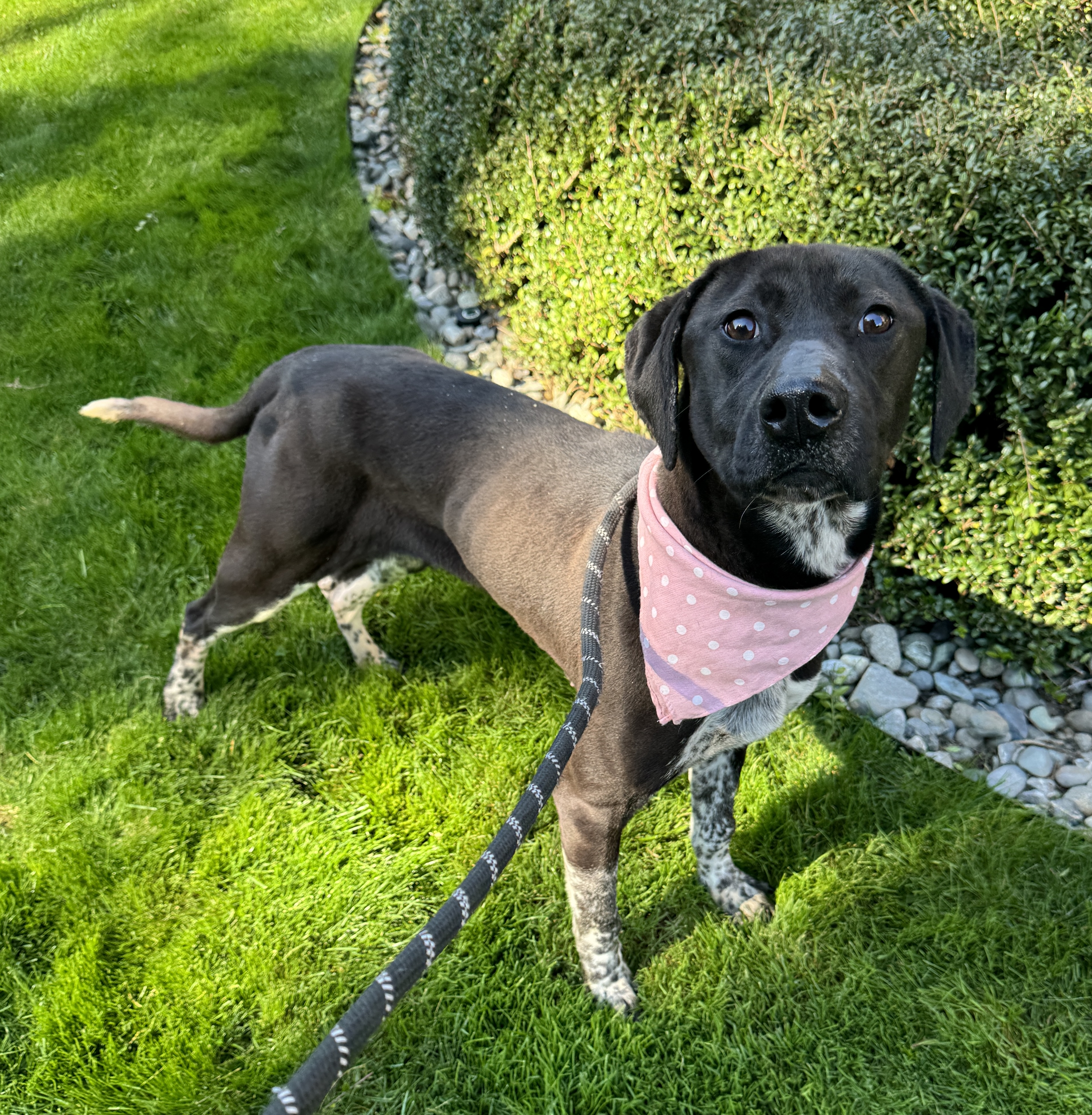 Calliope, a Adoptable mixed breed in lynnwood , WA image 1/6