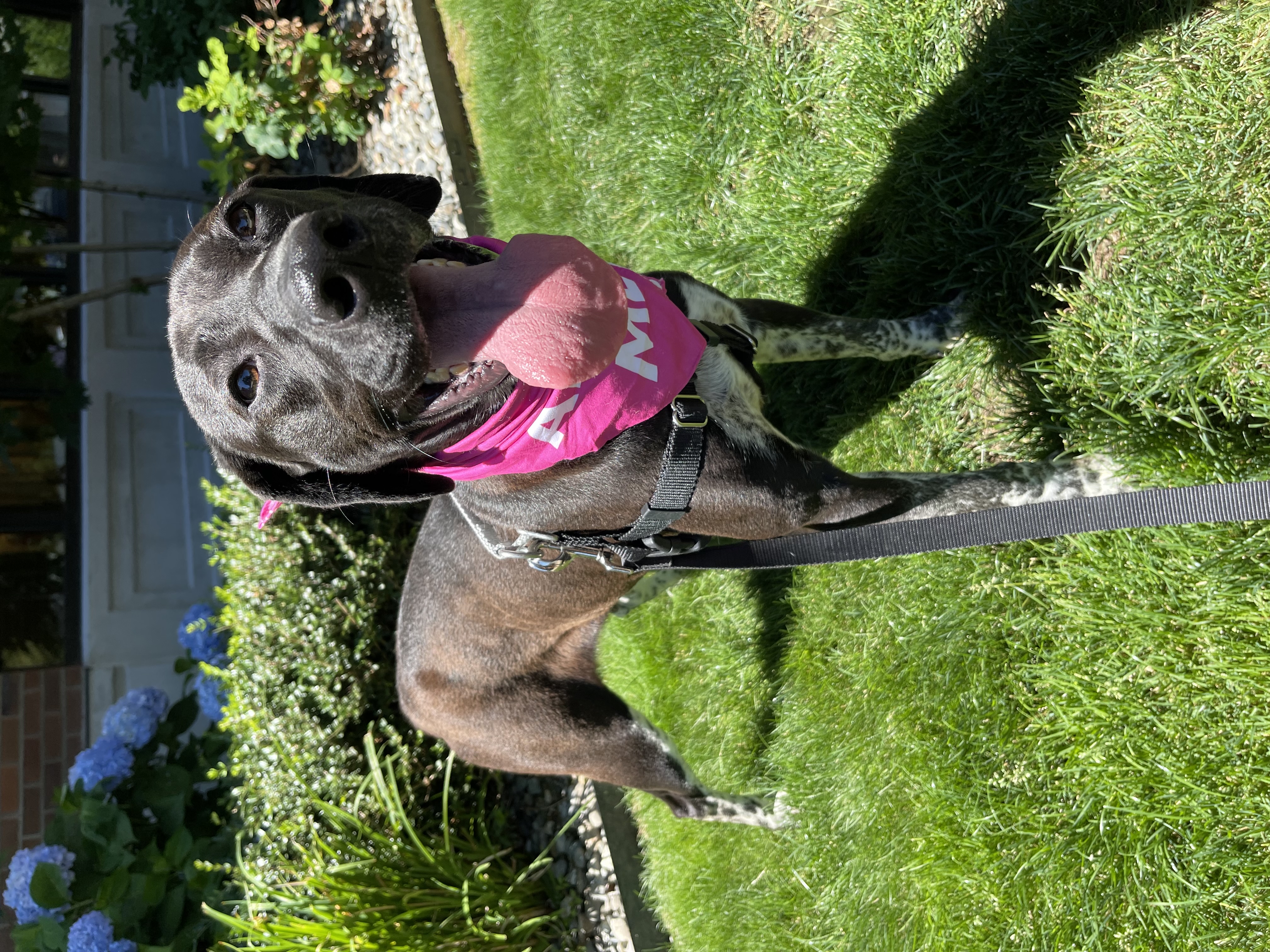 Calliope, a Adoptable mixed breed in lynnwood , WA image 6/6