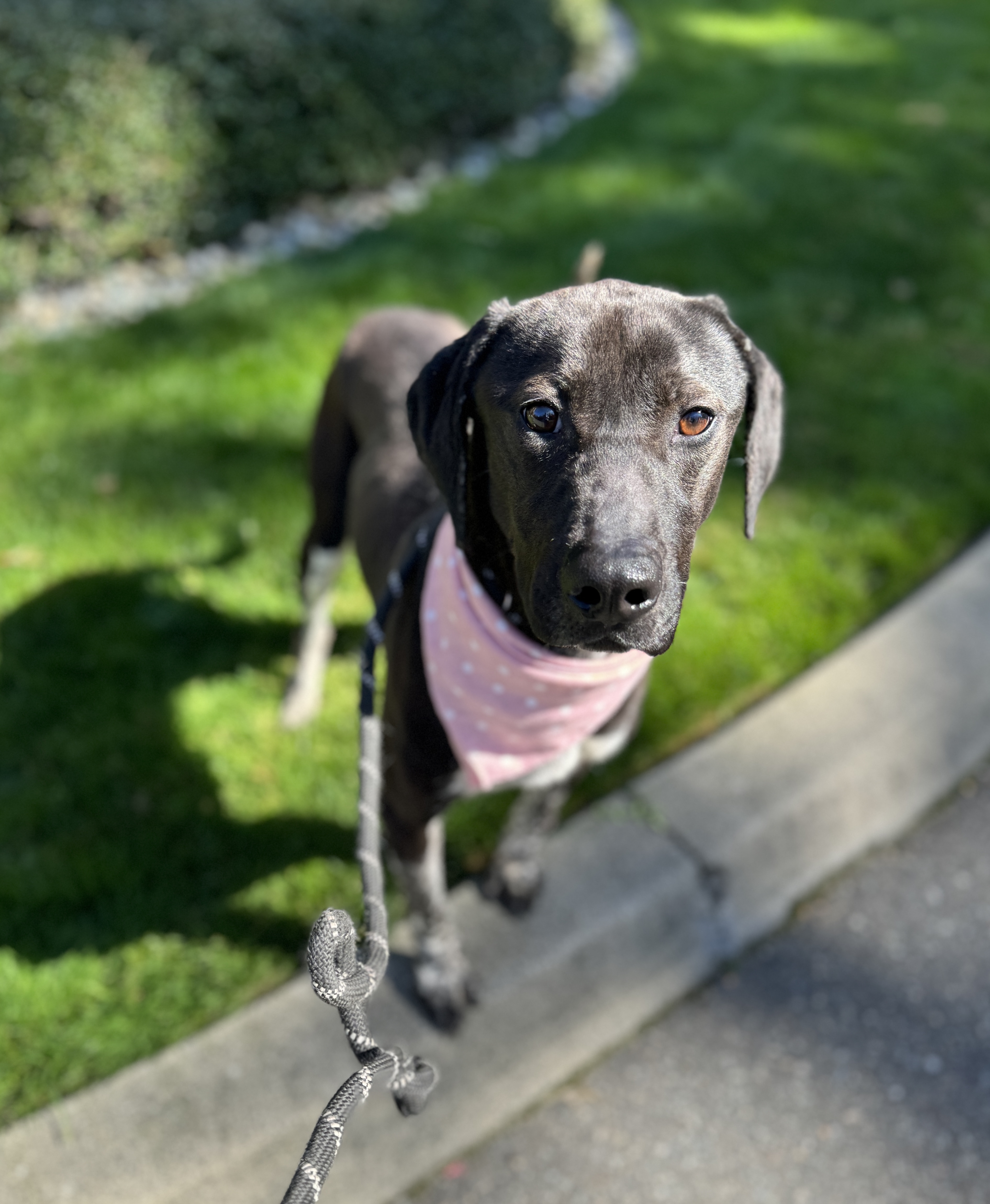 Calliope, a Adoptable mixed breed in lynnwood , WA image 5/6