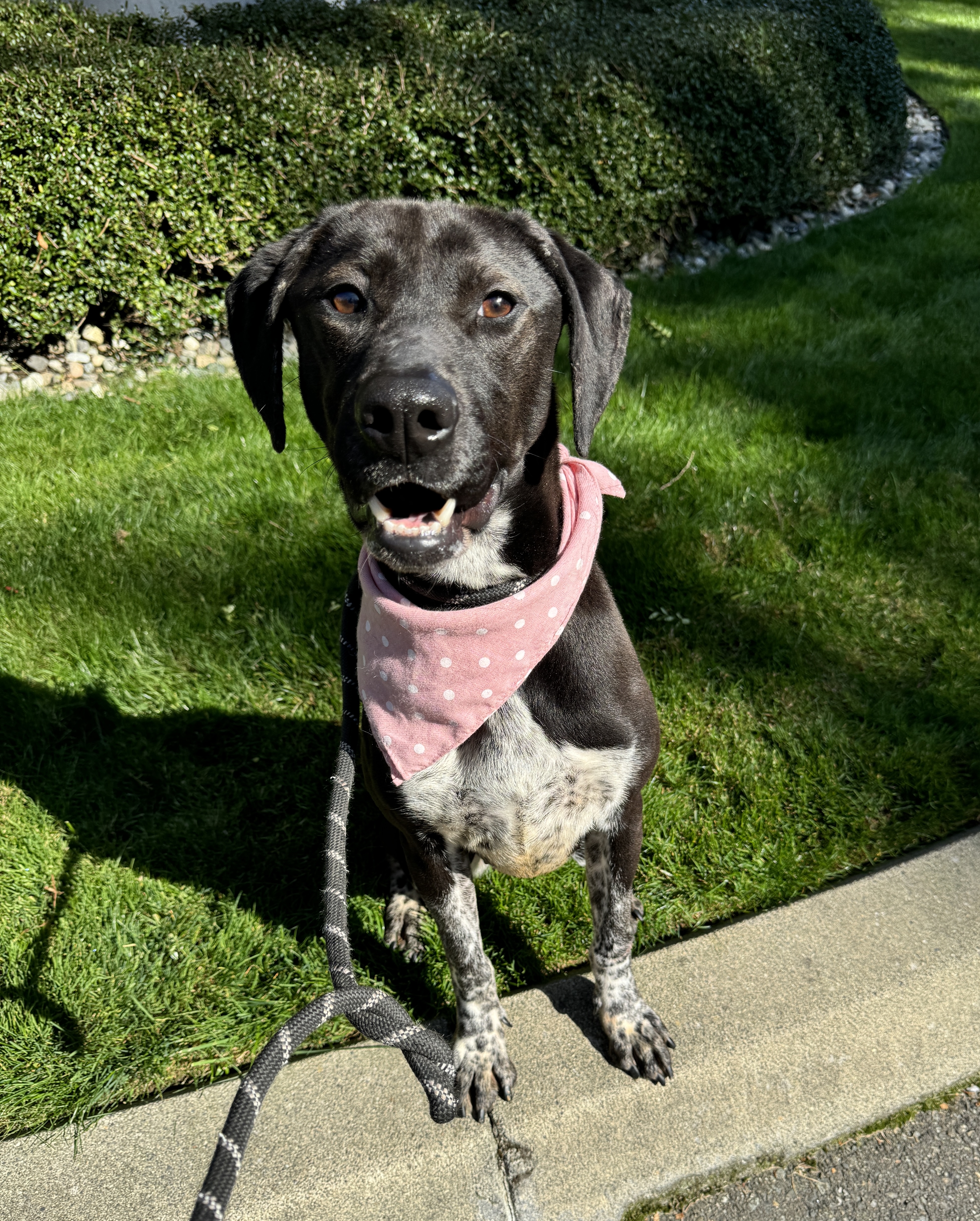 Calliope, a Adoptable mixed breed in lynnwood , WA image 3/6