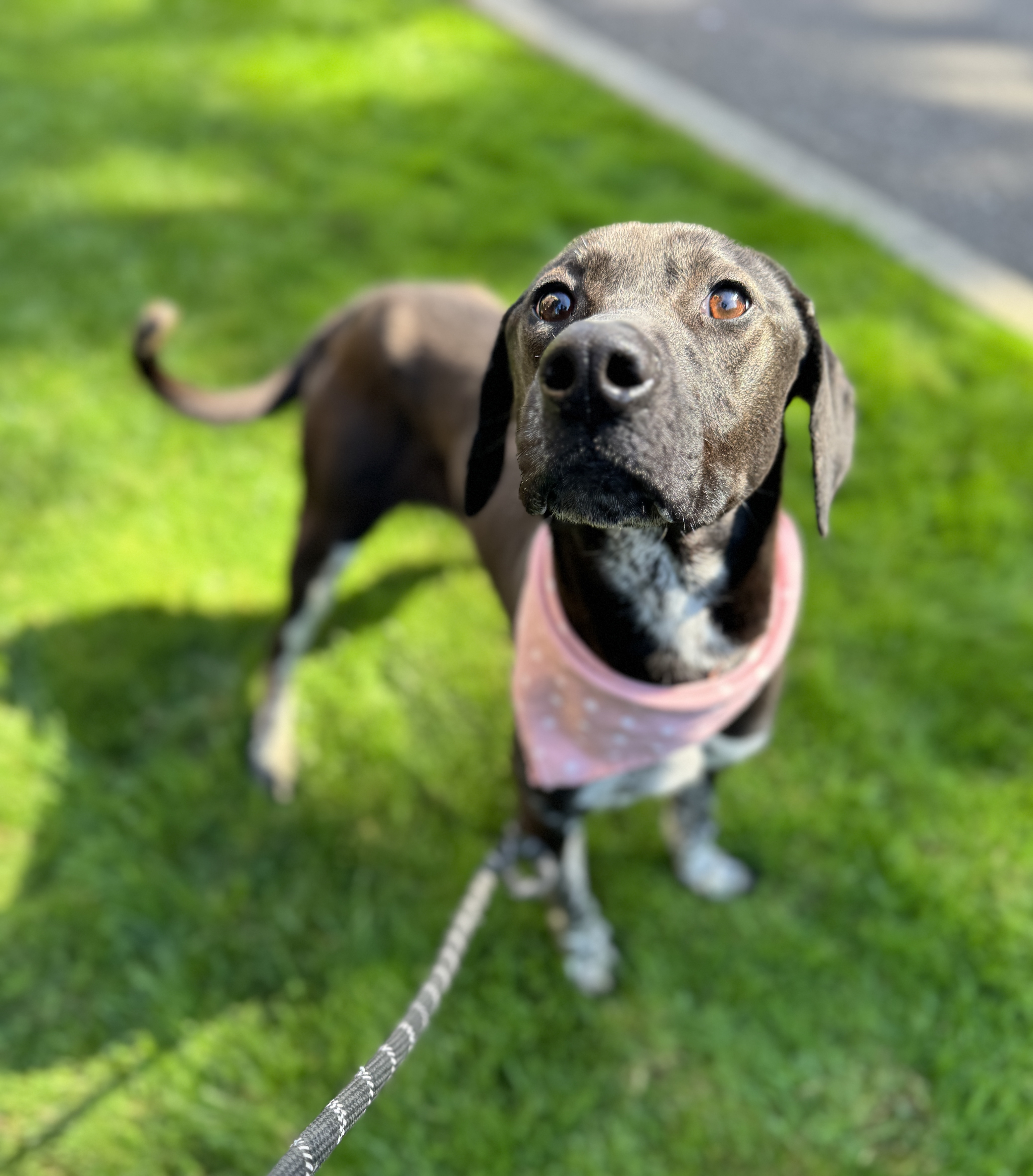 Calliope, a Adoptable mixed breed in lynnwood , WA image 4/6