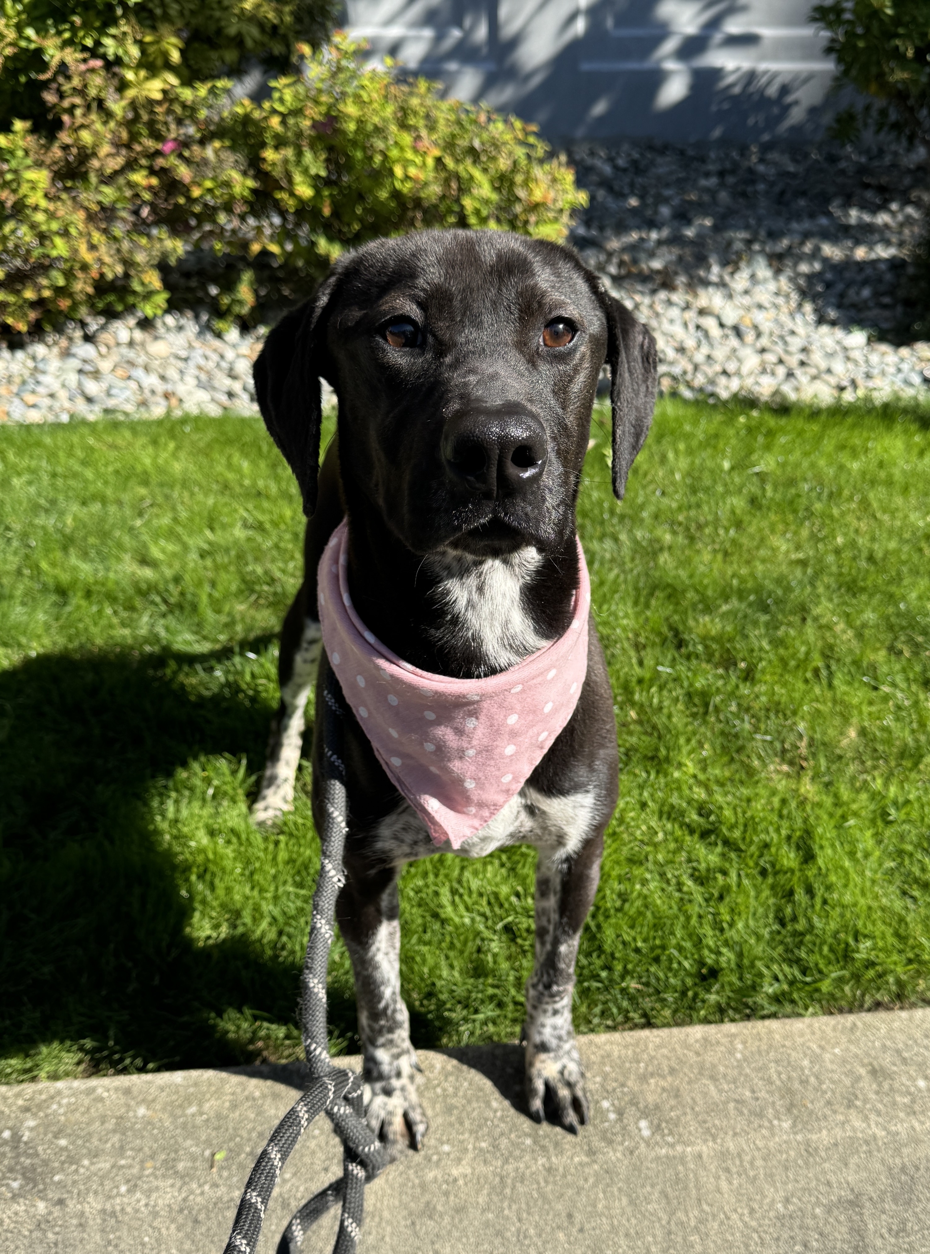 Calliope, a Adoptable mixed breed in lynnwood , WA image 2/6