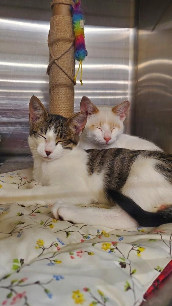 Enlarge Tofu, a Adoptable mixed breed in Covington, LA image 1/1