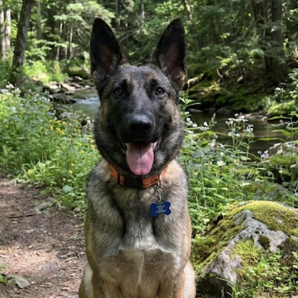 Xena, Adoptable, Young Female German Shepherd Dog & Belgian Shepherd / Malinois.