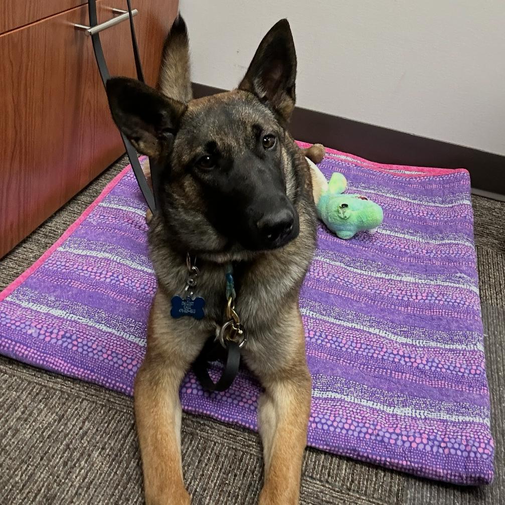 Enlarge Xena, a Adoptable mixed breed in Griffin, GA image 2/2