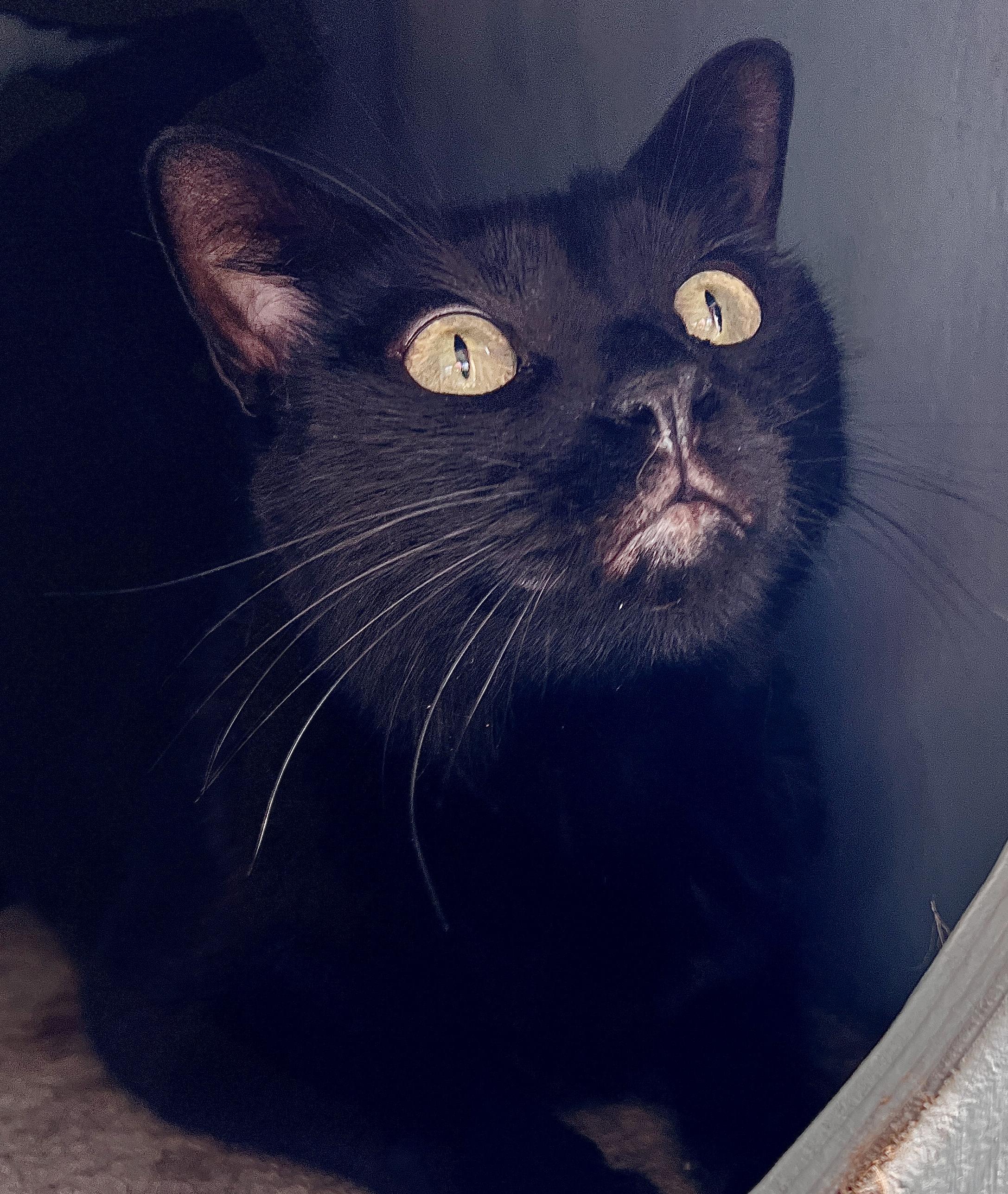 Kenya, an adoptable Domestic Short Hair in Jacksonville, FL, 32206 | Photo Image 2
