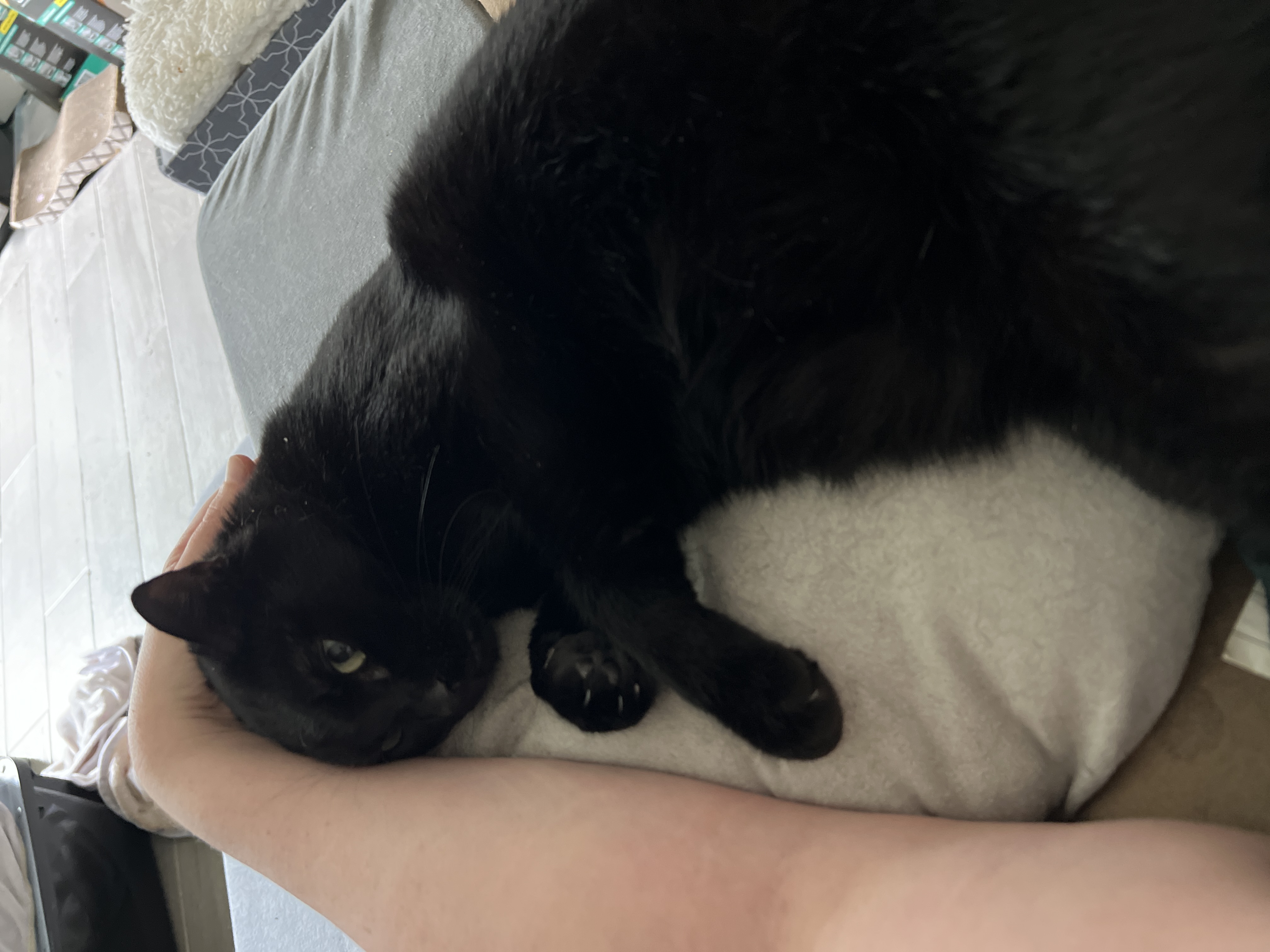 Kenya, a Adoptable Domestic Short Hair in Jacksonville, FL image 5/6