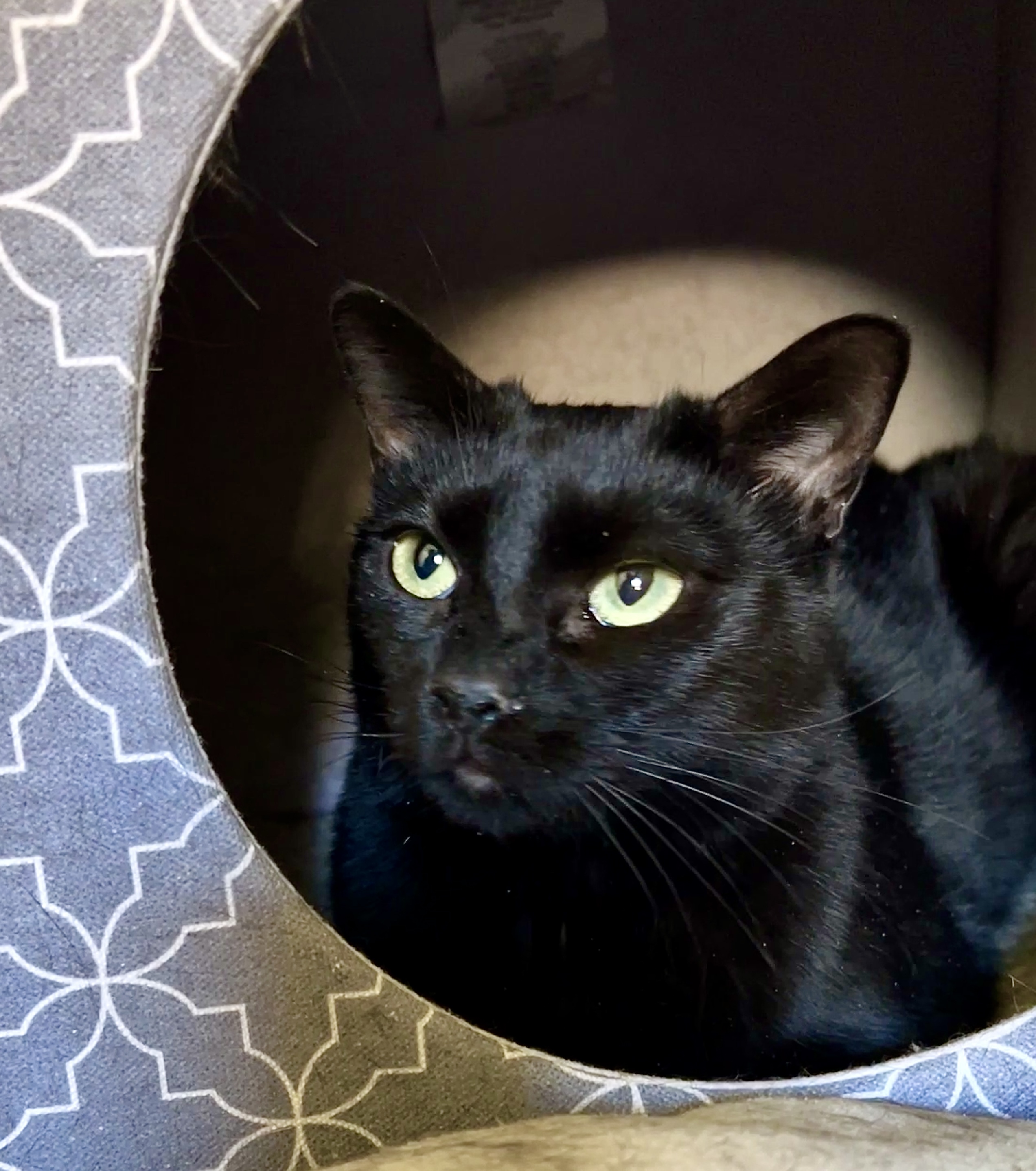 Kenya, an adoptable Domestic Short Hair in Jacksonville, FL, 32206 | Photo Image 5
