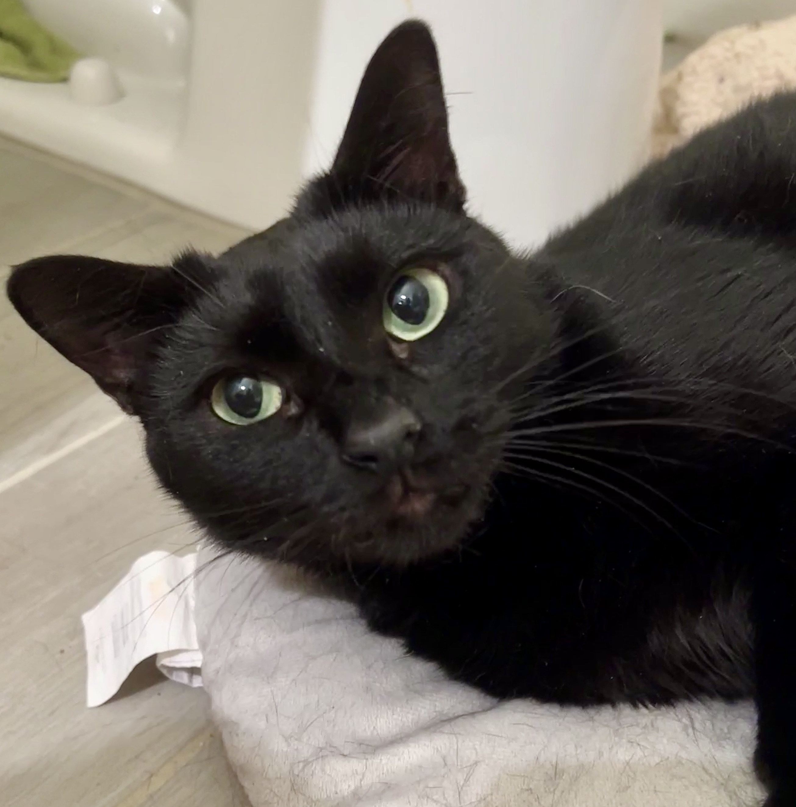 Kenya, a Adoptable Domestic Short Hair in Jacksonville, FL image 1/6