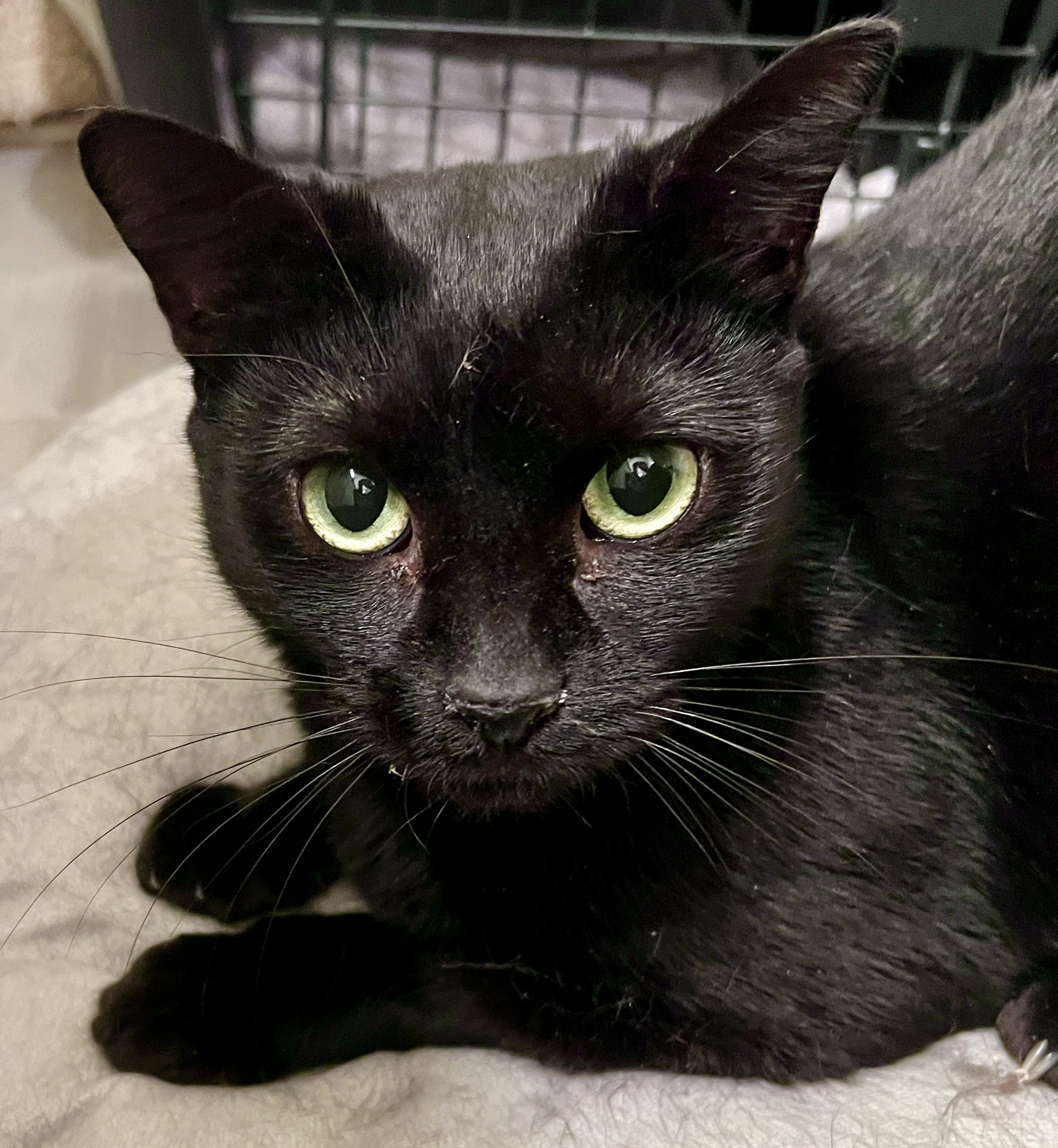 Kenya, a Adoptable Domestic Short Hair in Jacksonville, FL image 4/6